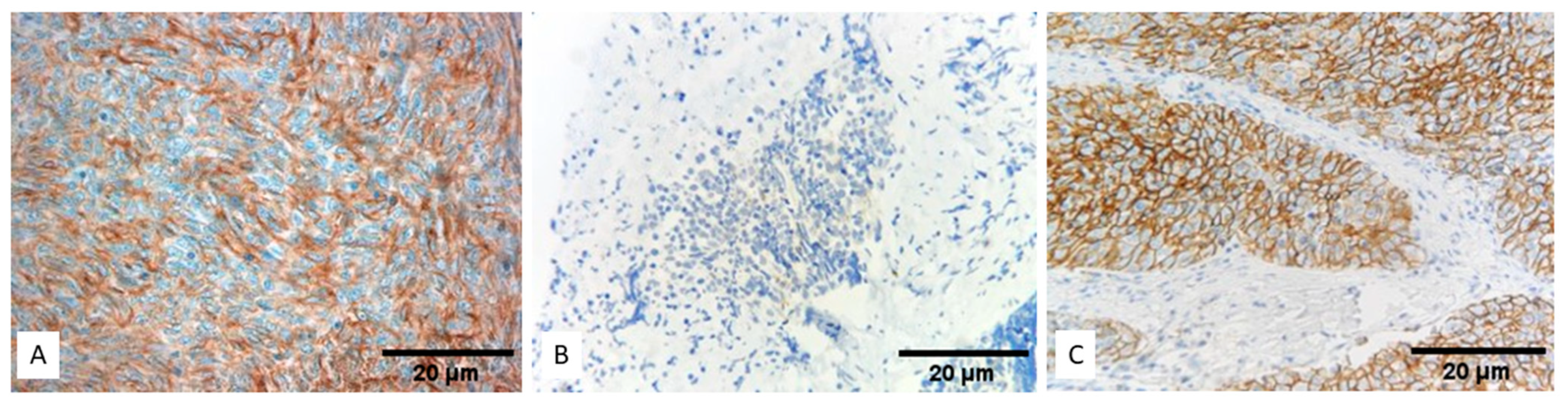 Biomedicines 12 00772 g001