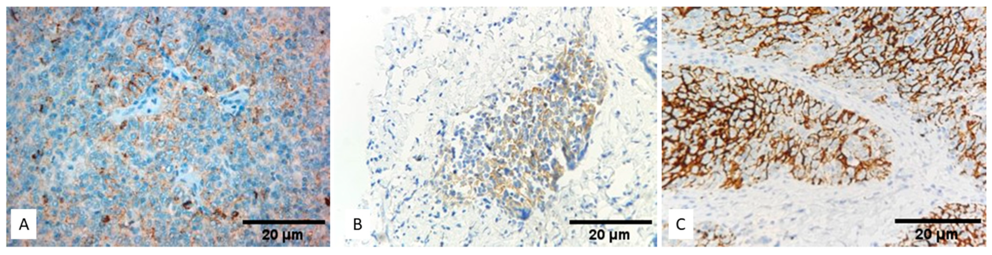 Biomedicines 12 00772 g004