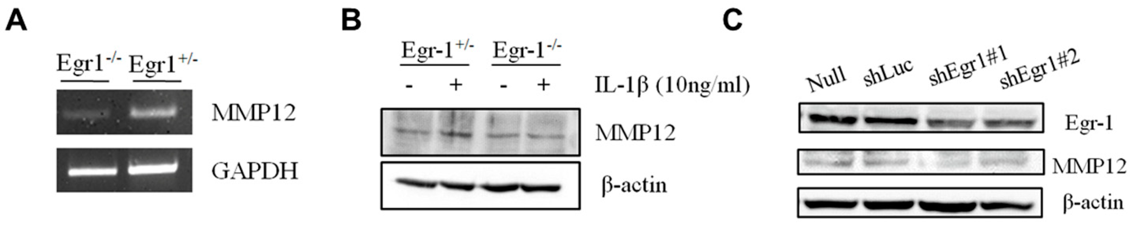 Biomedicines 12 00780 g005