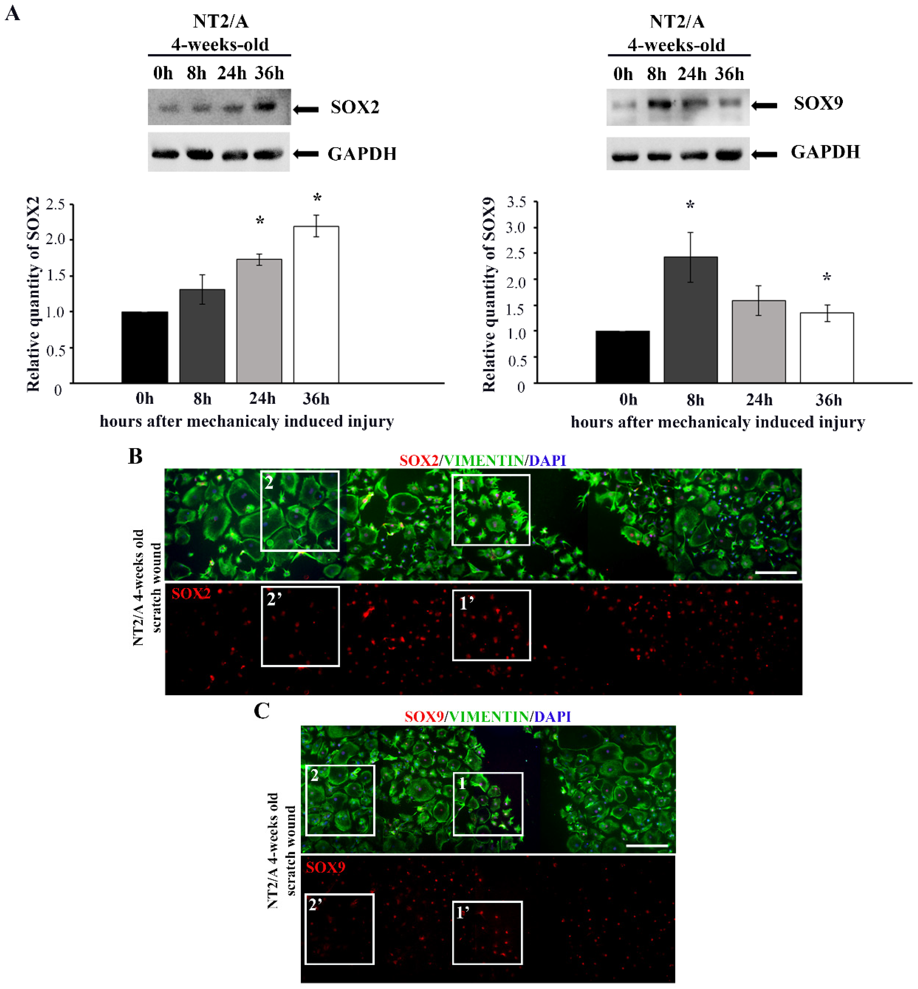 Biomedicines 12 00796 g003