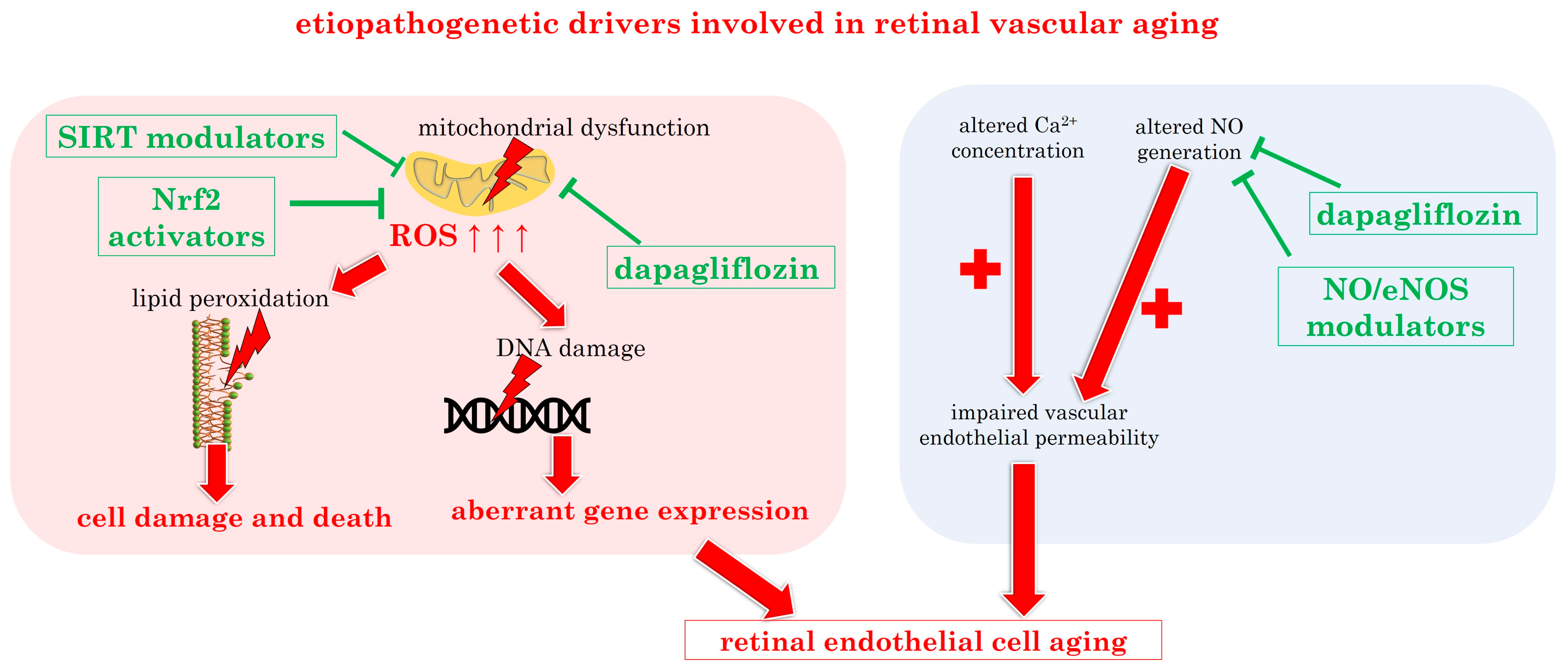 Biomedicines 12 00817 g005