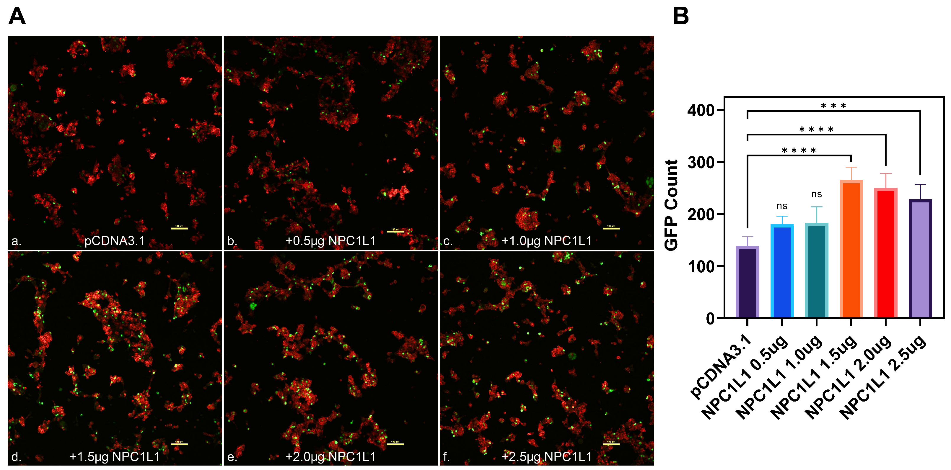 Biomedicines 12 00821 g003
