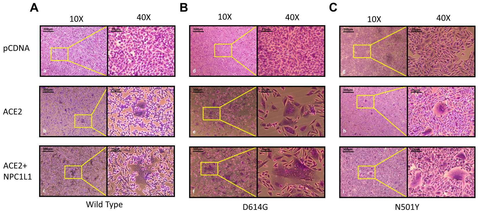 Biomedicines 12 00821 g005