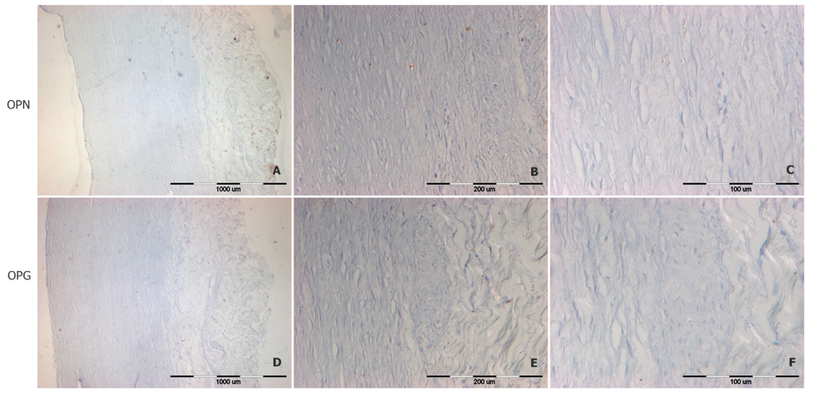 Biomedicines 12 00847 g005 Biomedicines 12 00847 g005