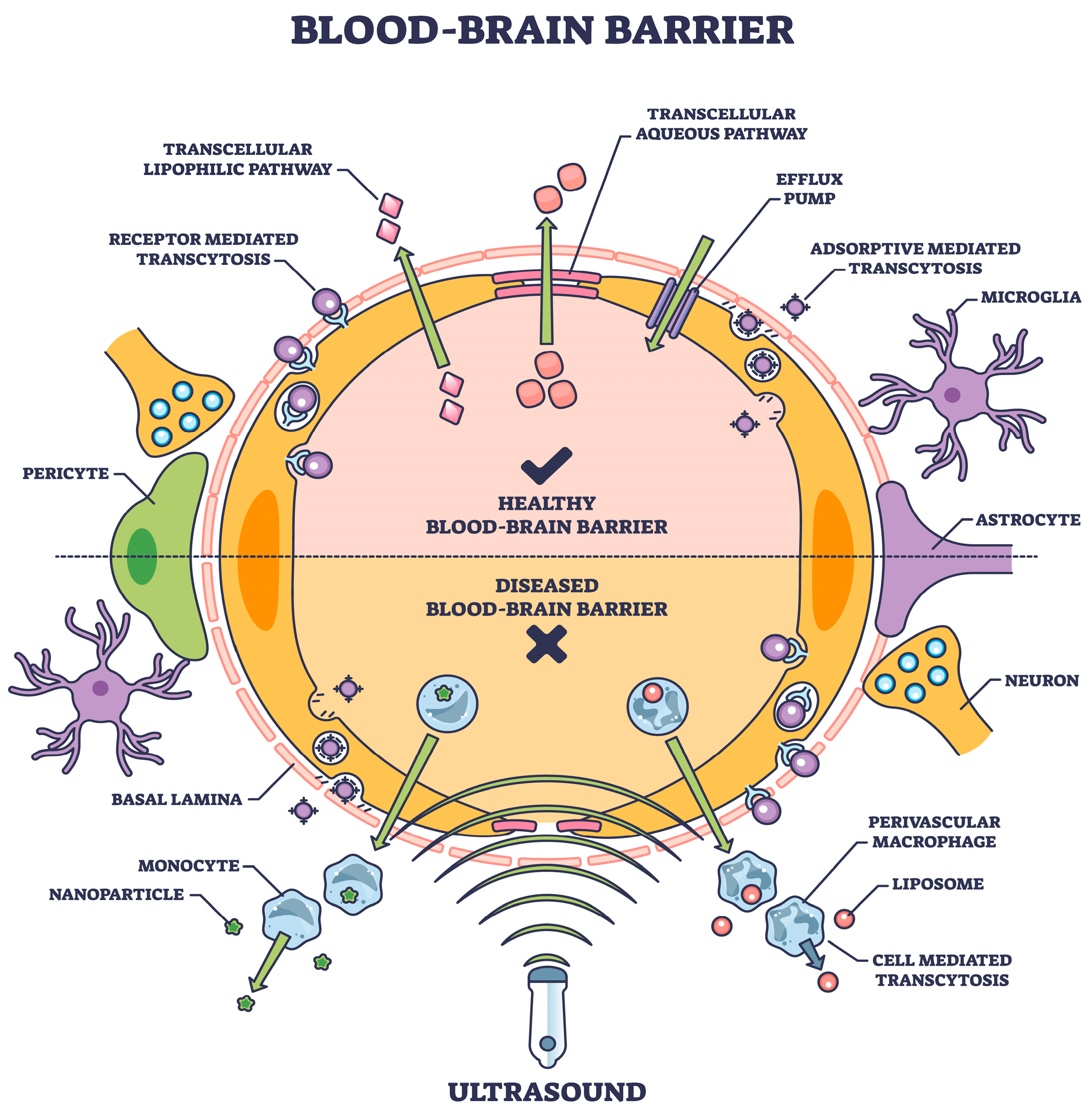 Biomedicines 12 00851 g001