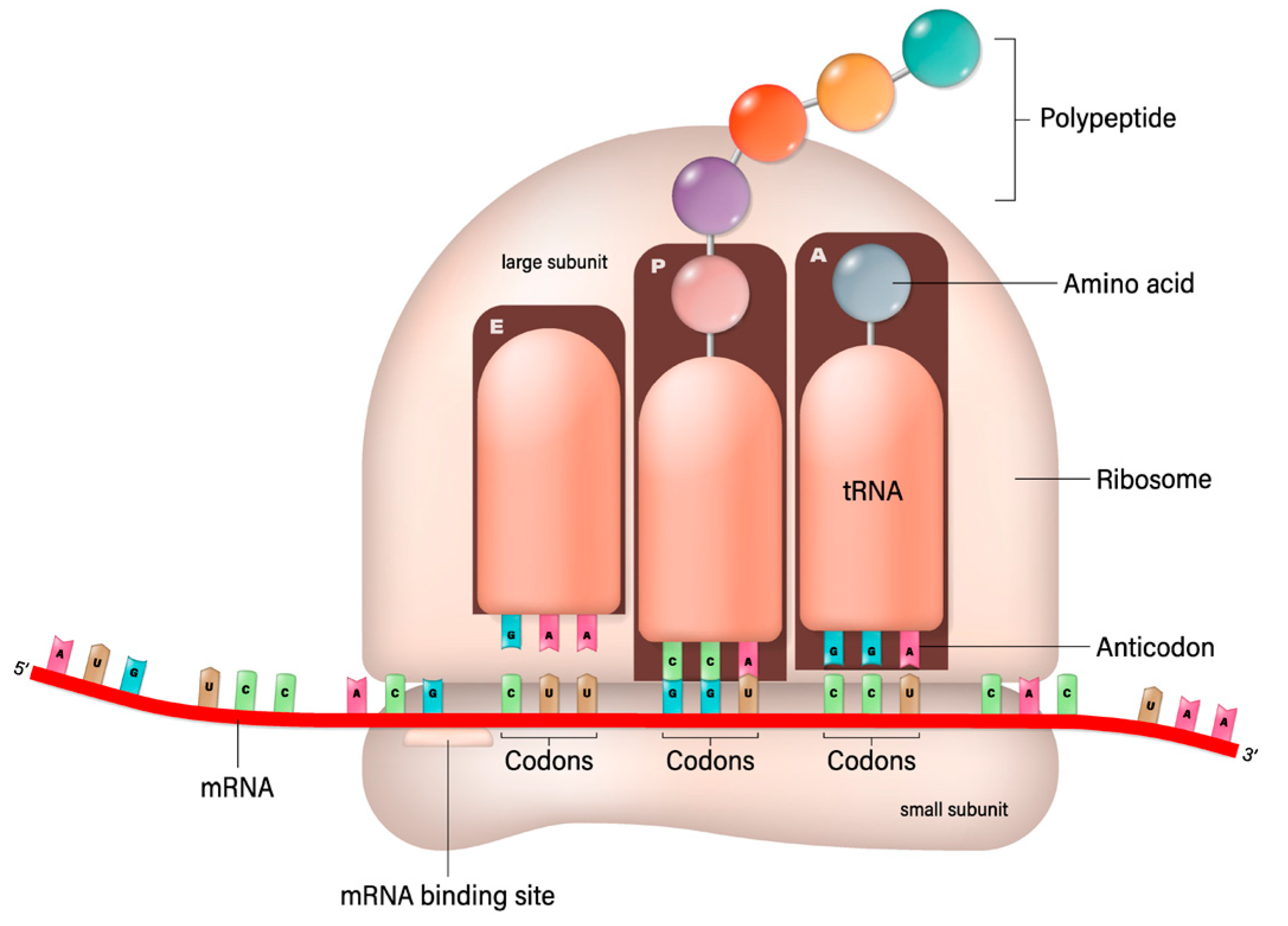 Biomedicines 12 00851 g003