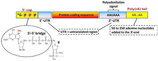 Biomedicines 12 00851 i001