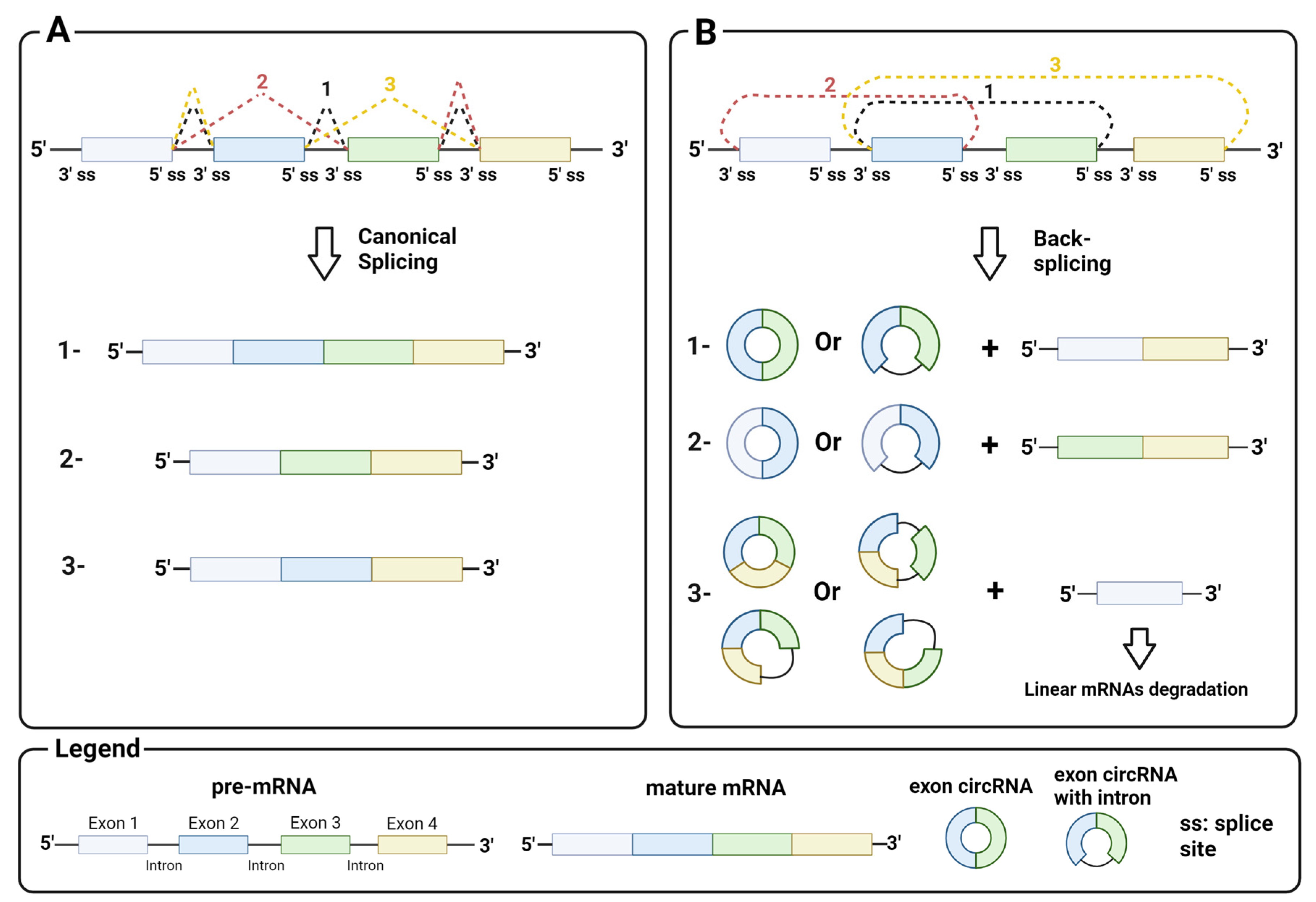 Biomedicines 12 00875 g001