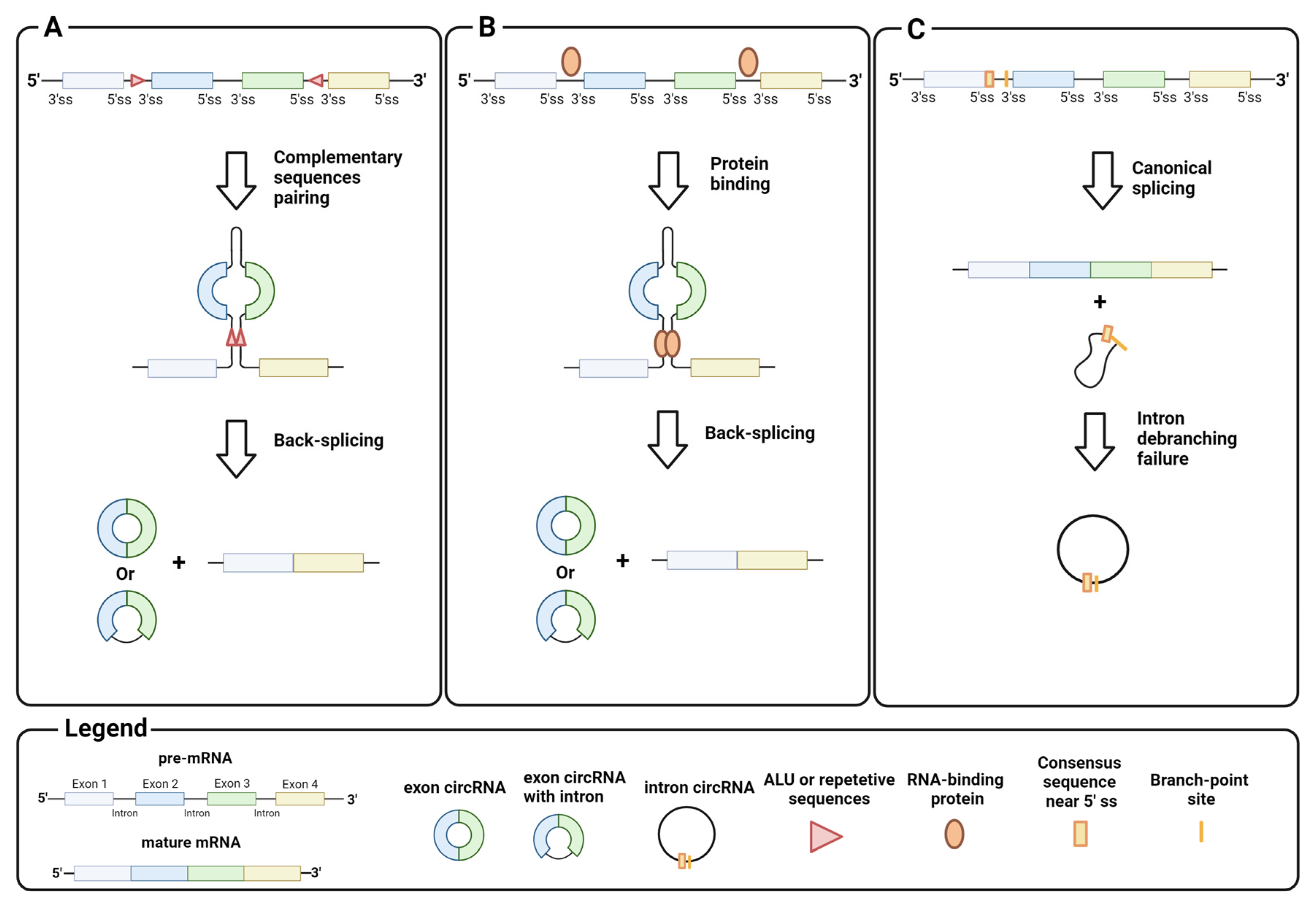 Biomedicines 12 00875 g002