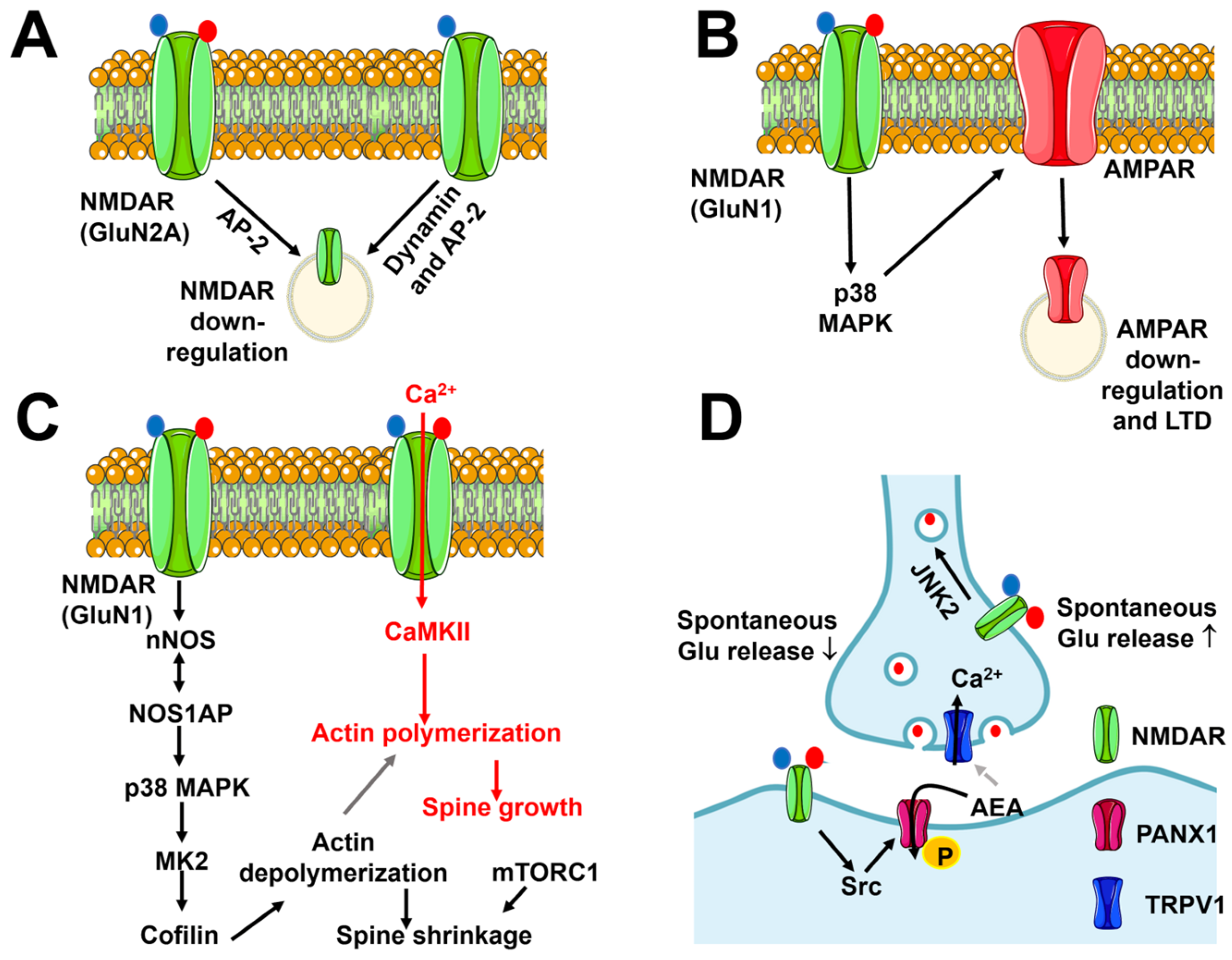 Biomedicines 12 00880 g004 Biomedicines 12 00880 g004