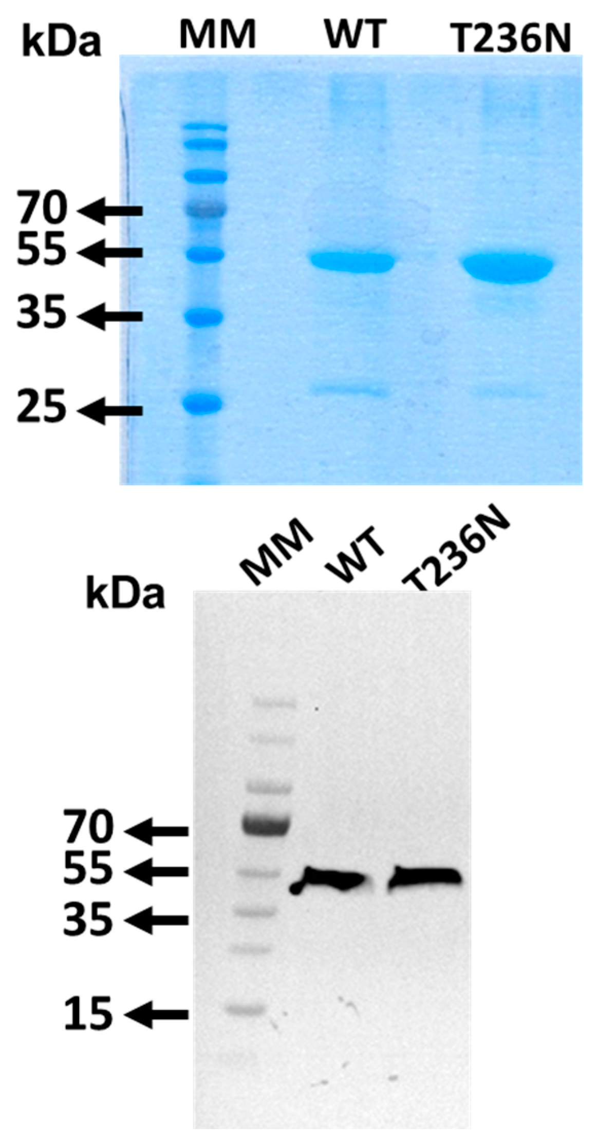 Biomedicines 12 00929 g001
