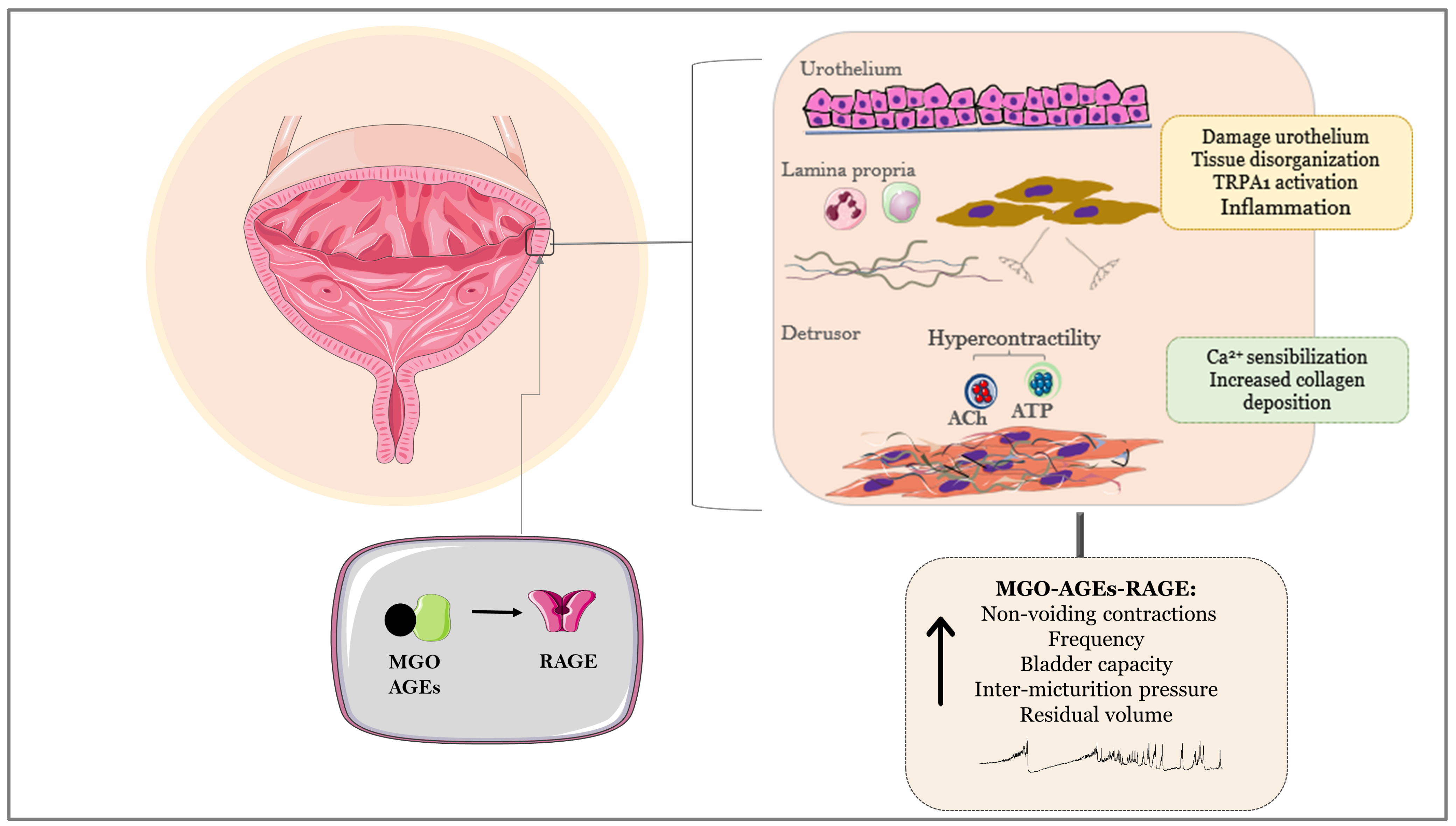 Biomedicines 12 00939 g002
