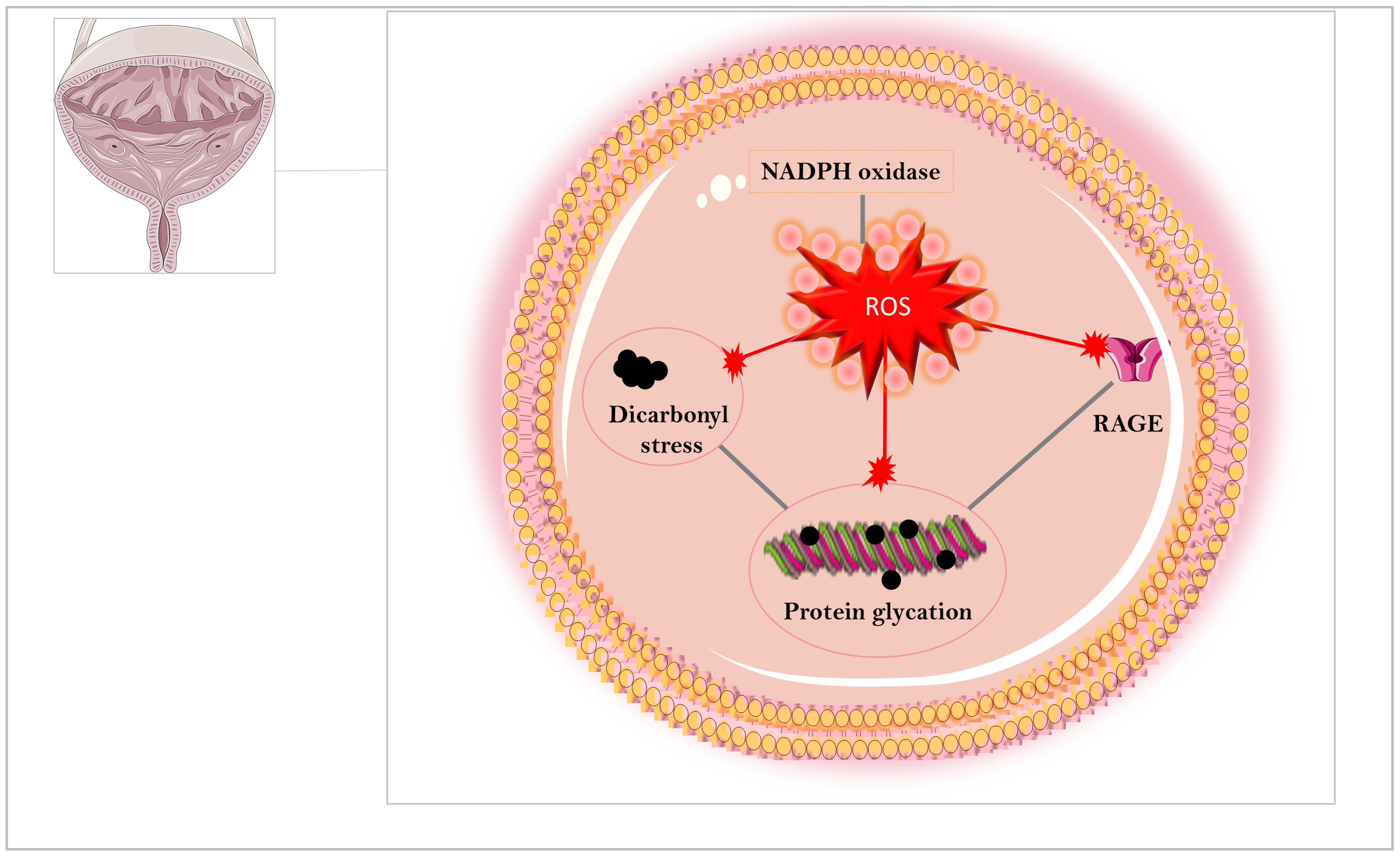 Biomedicines 12 00939 g003