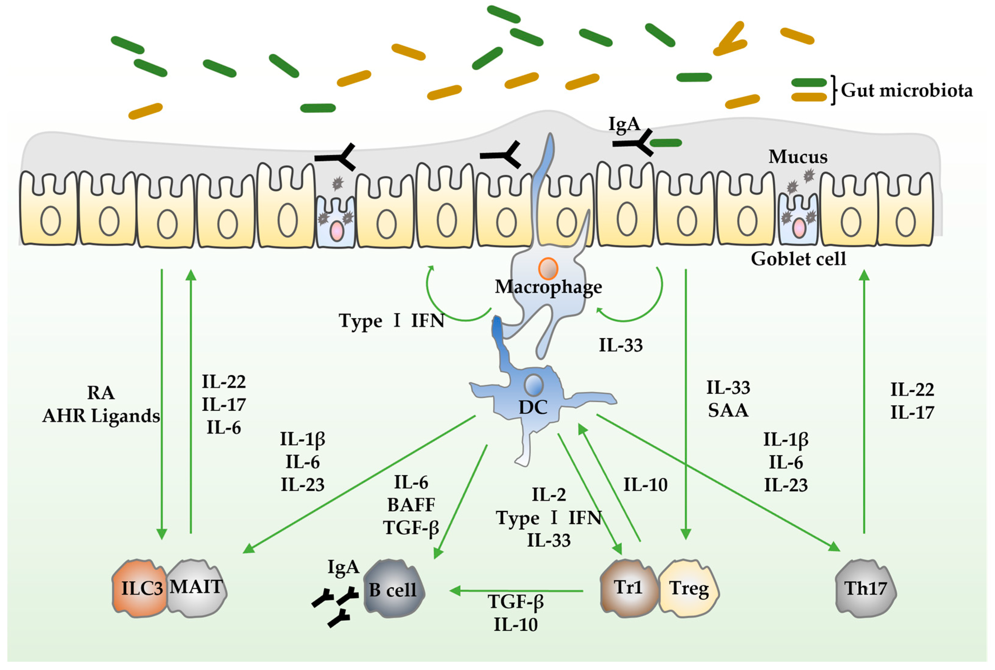 Biomedicines 12 00952 g001