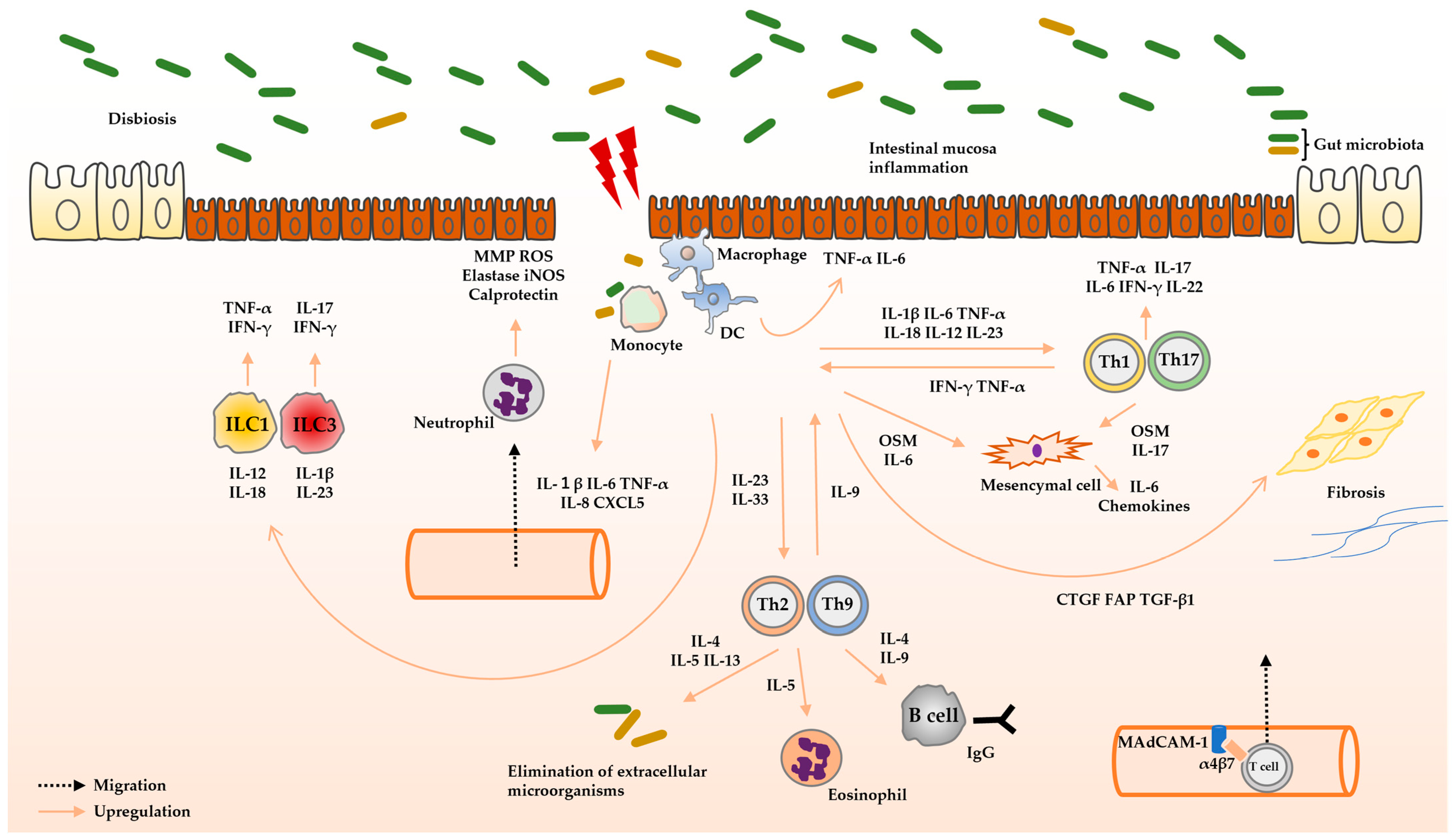 Biomedicines 12 00952 g002