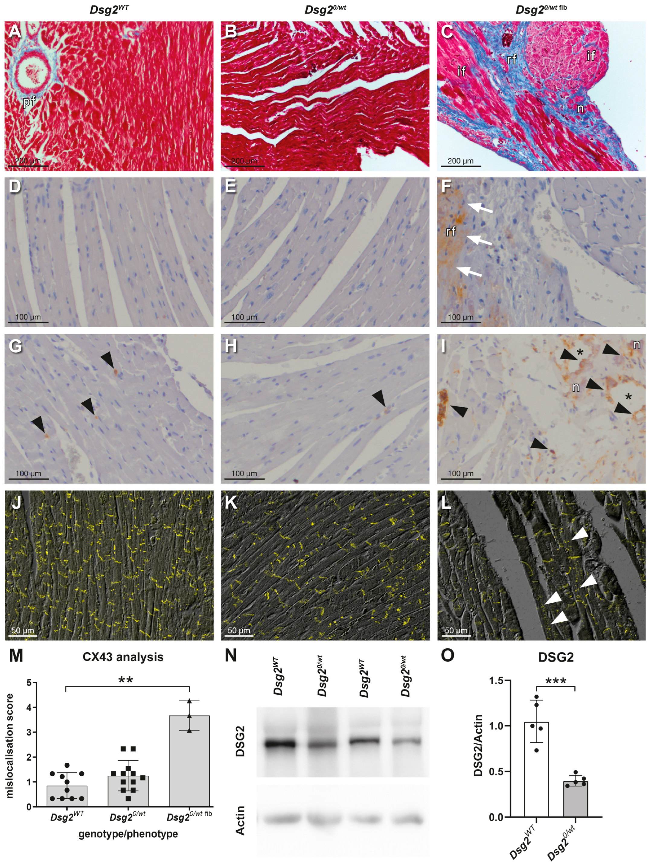 Biomedicines 12 00985 g002