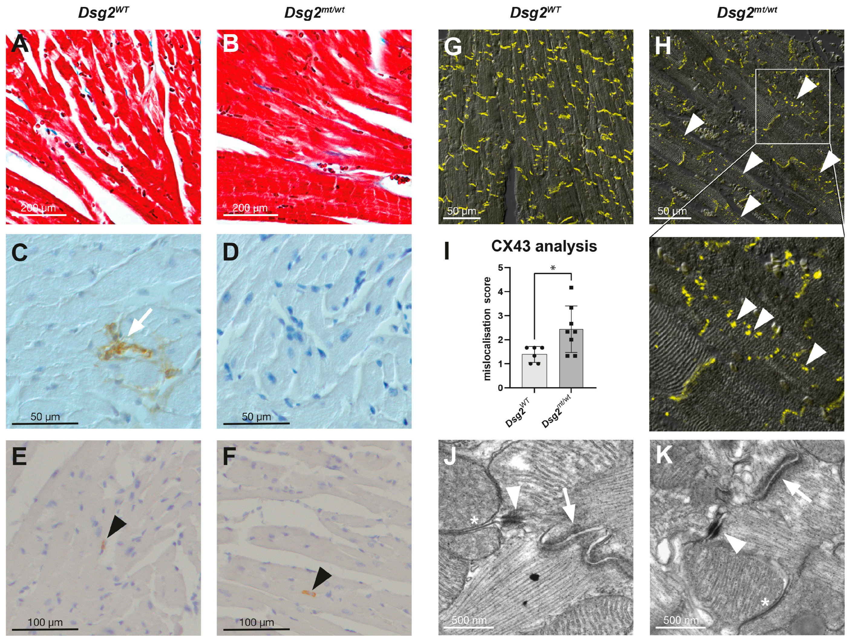 Biomedicines 12 00985 g003