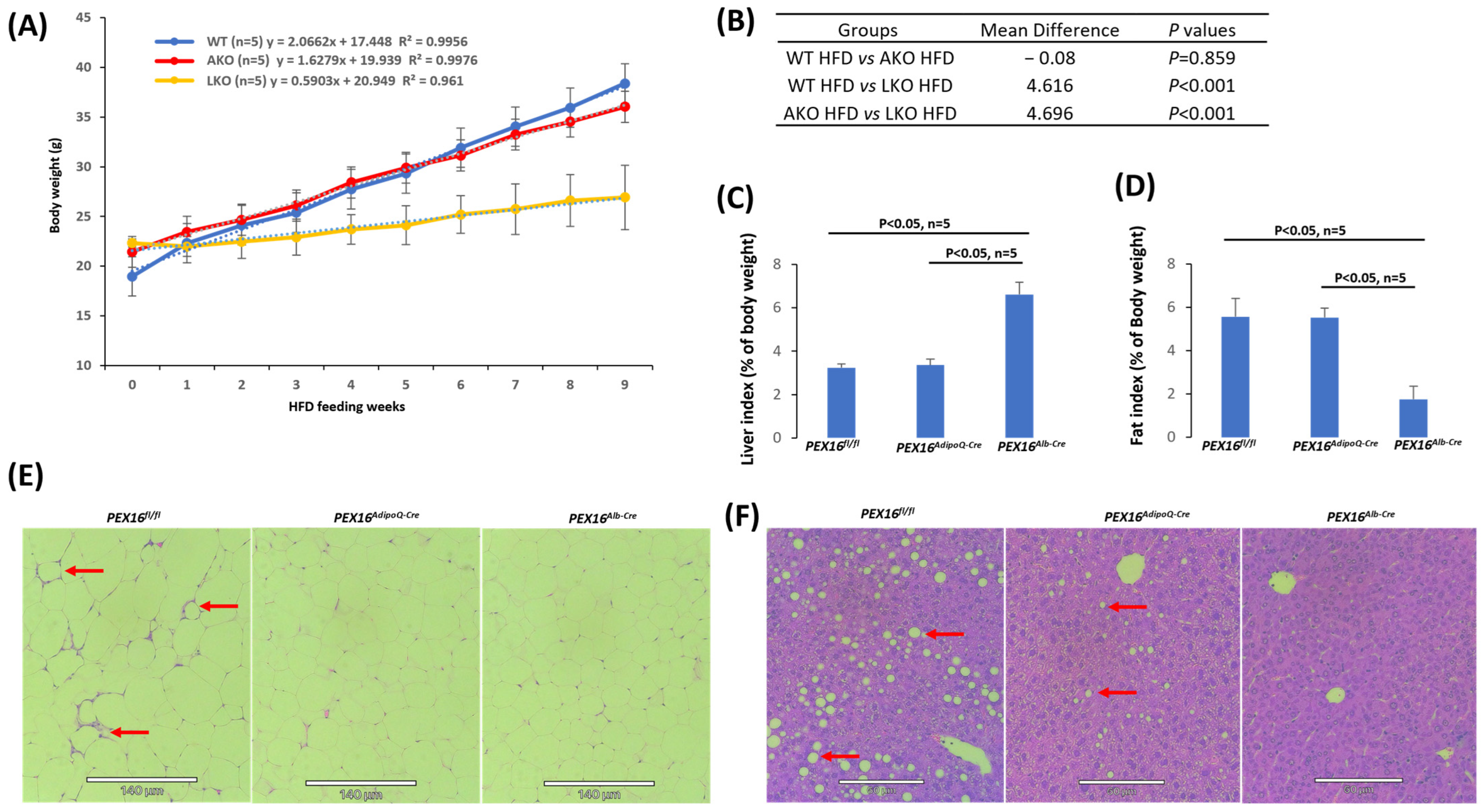 Biomedicines 12 00988 g001