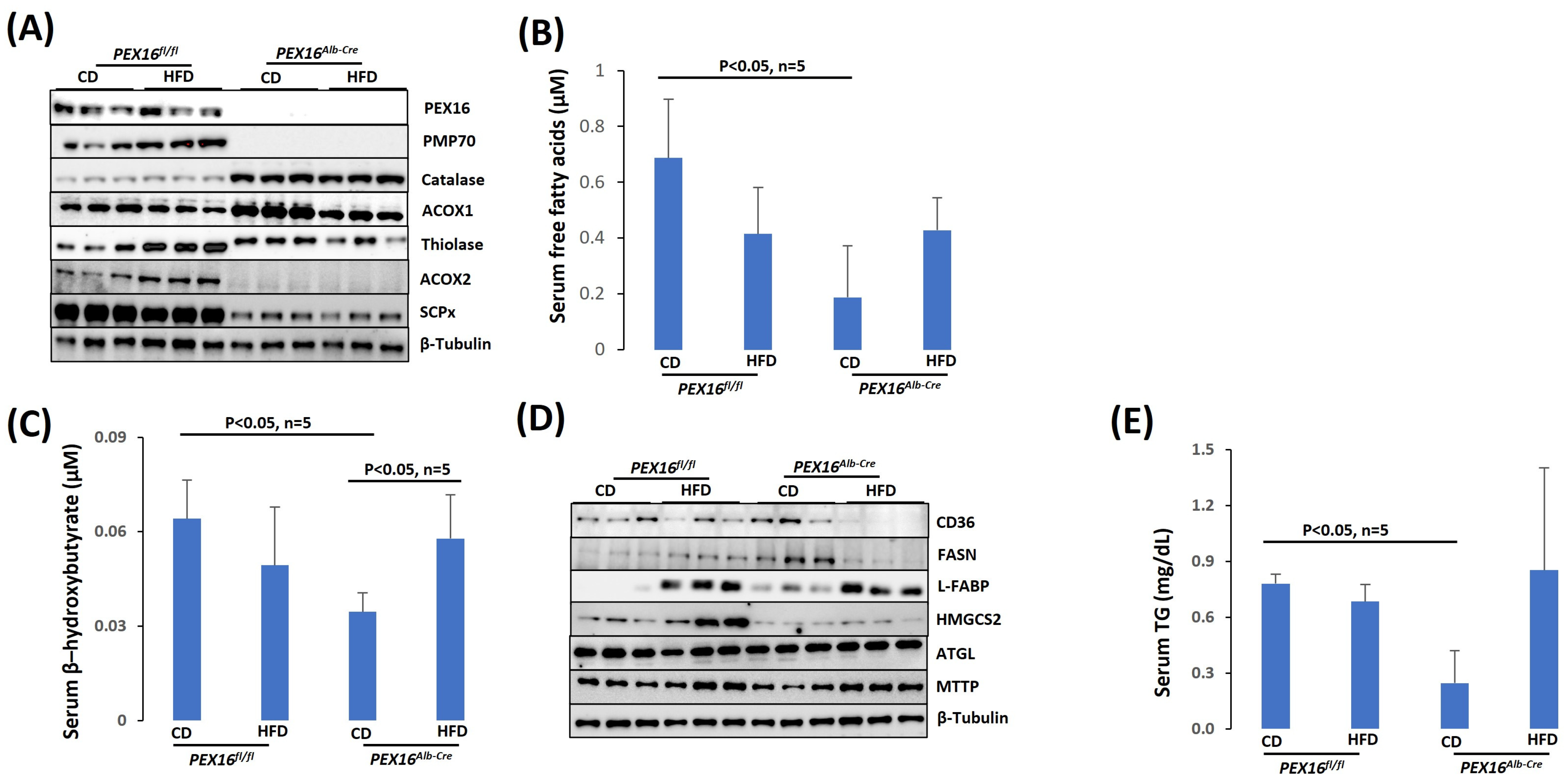Biomedicines 12 00988 g005