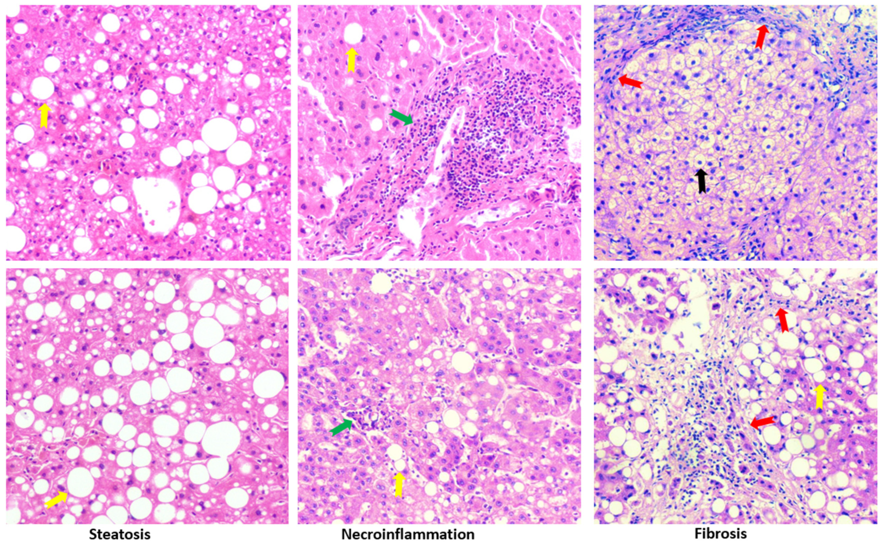 Biomedicines 12 00988 g007