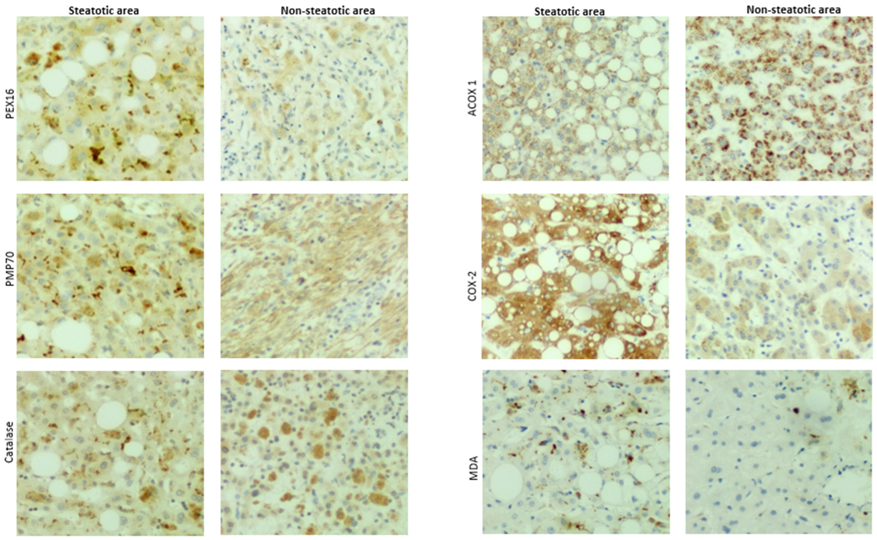 Biomedicines 12 00988 g008