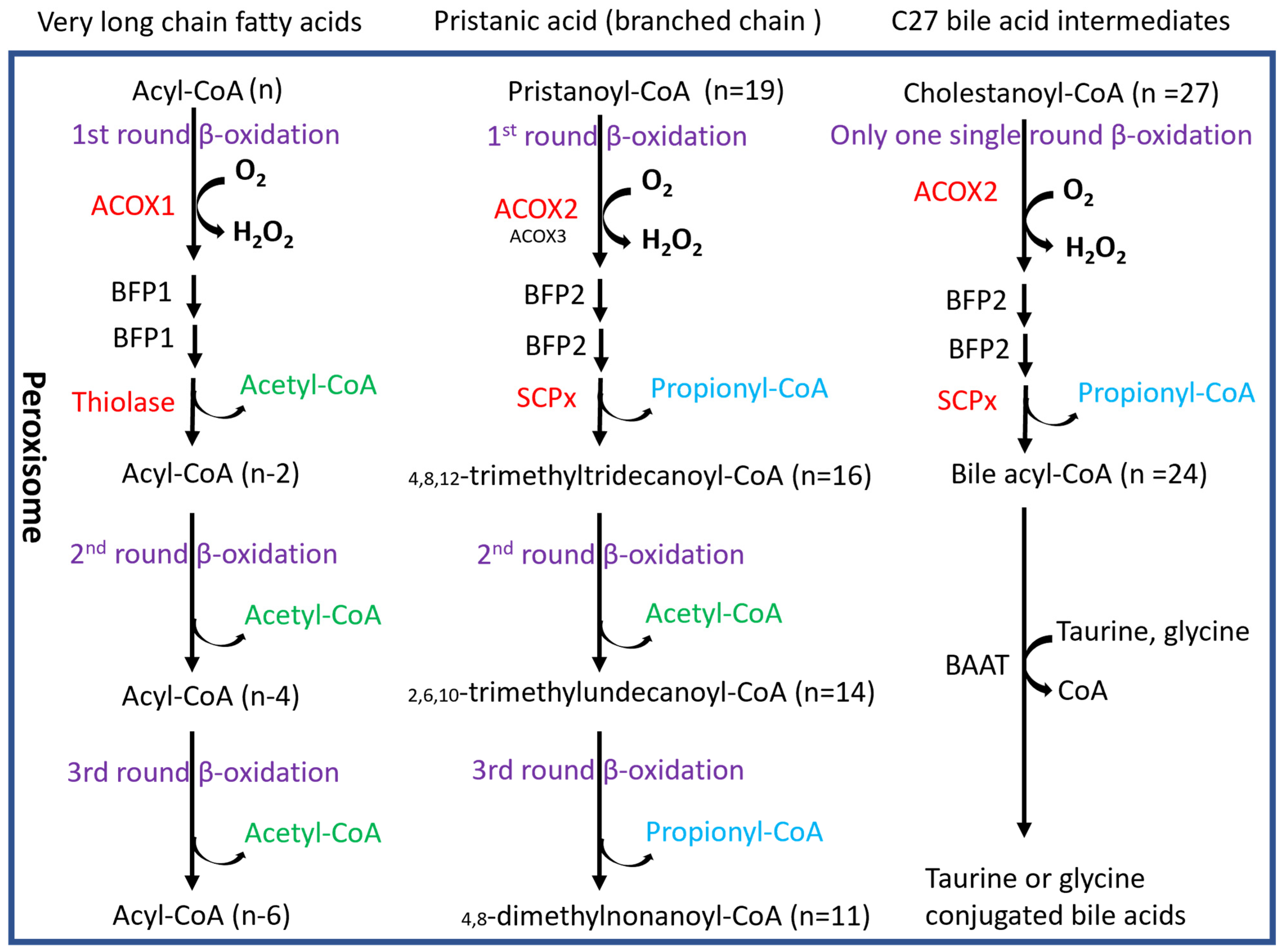 Biomedicines 12 00988 g009
