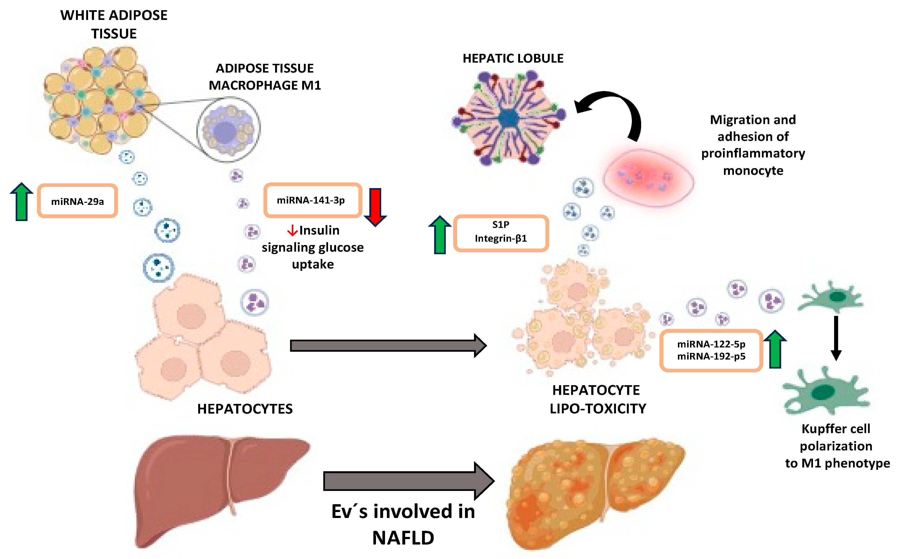 Biomedicines 12 00992 g001