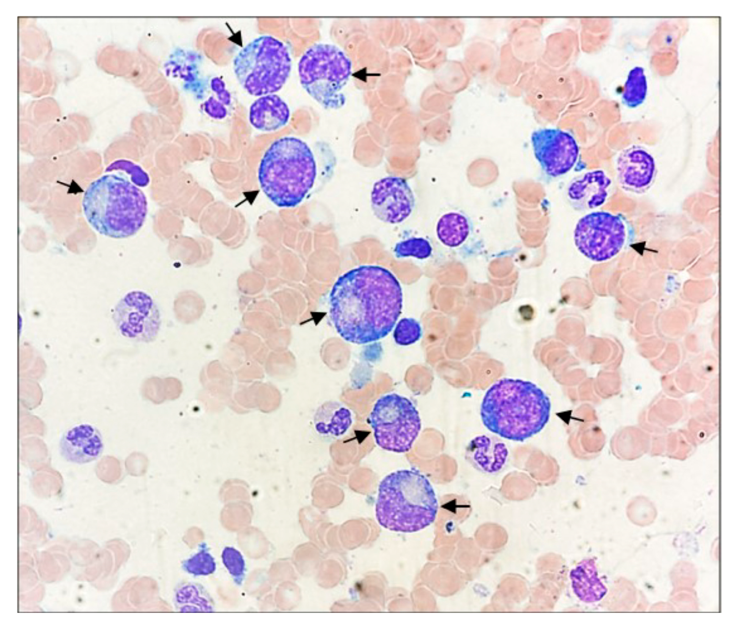 Biomedicines 12 00993 g002