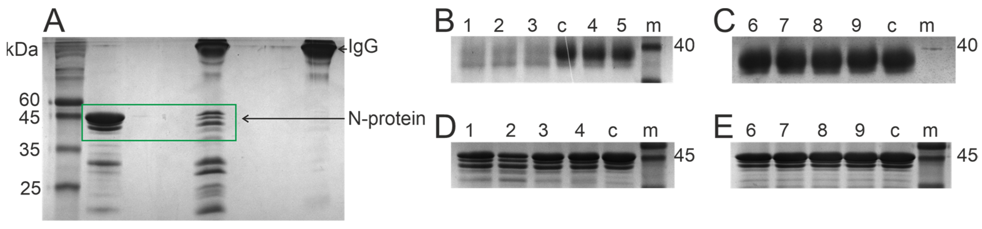 Biomedicines 12 01007 g001