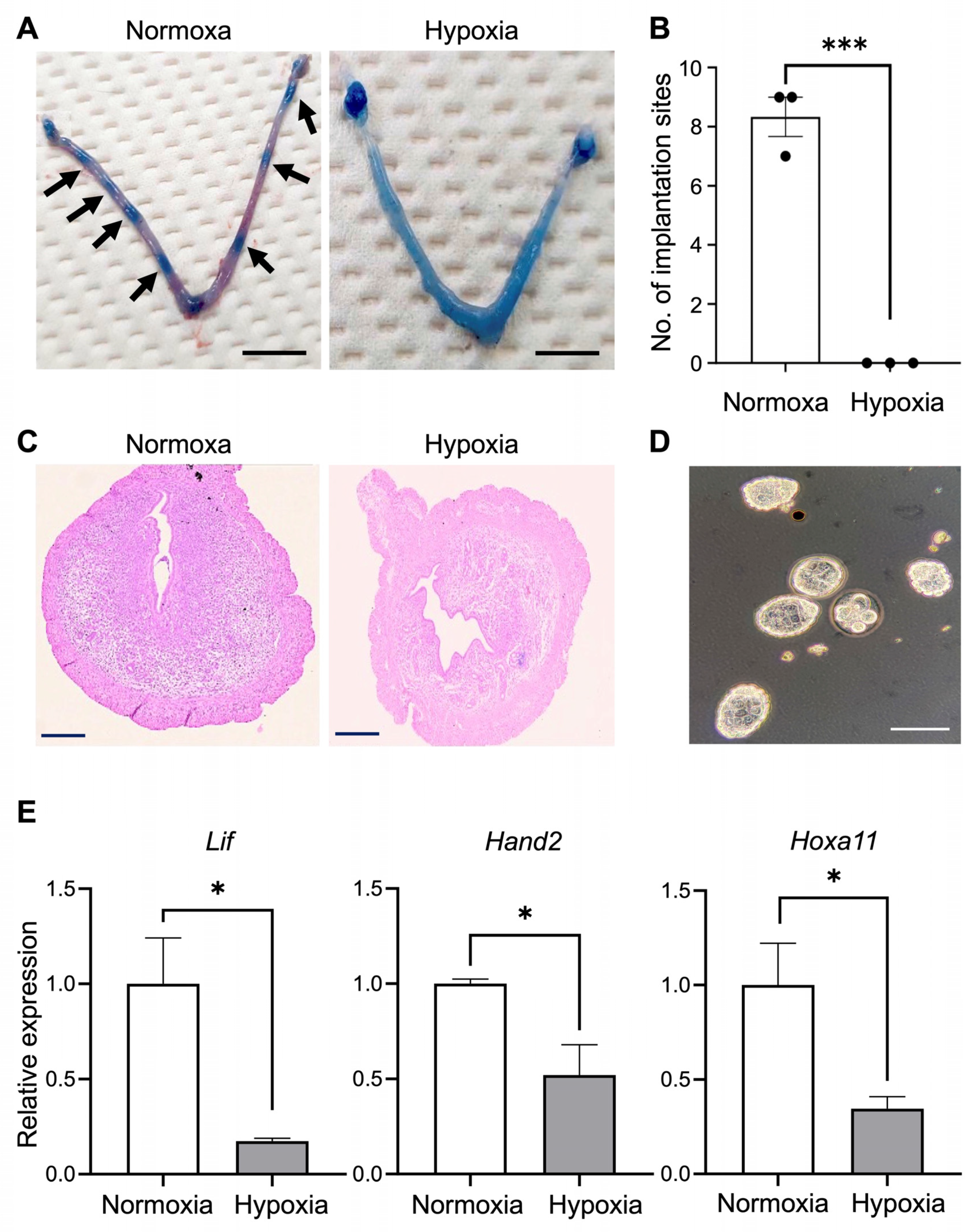 Biomedicines 12 01016 g001