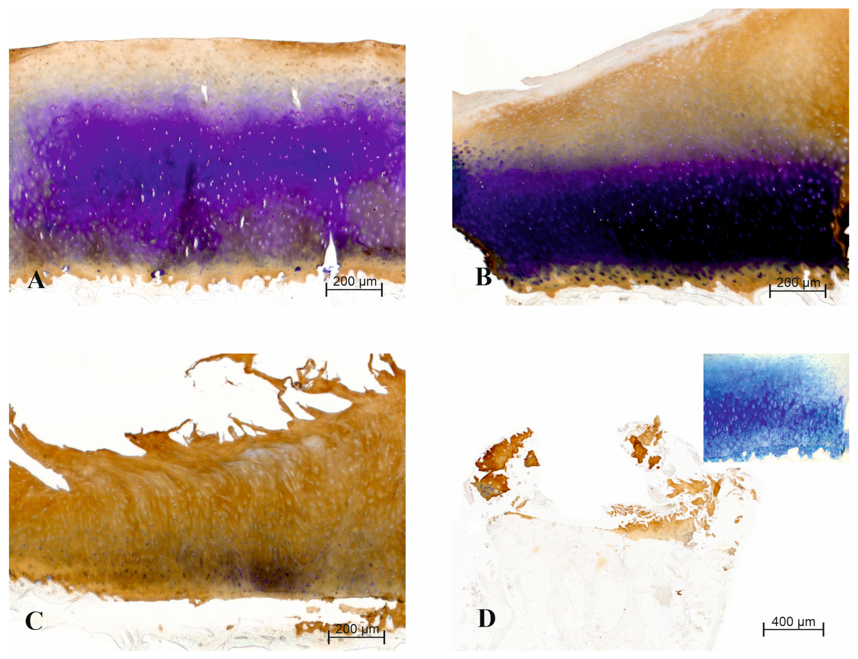 Biomedicines 12 01063 g001
