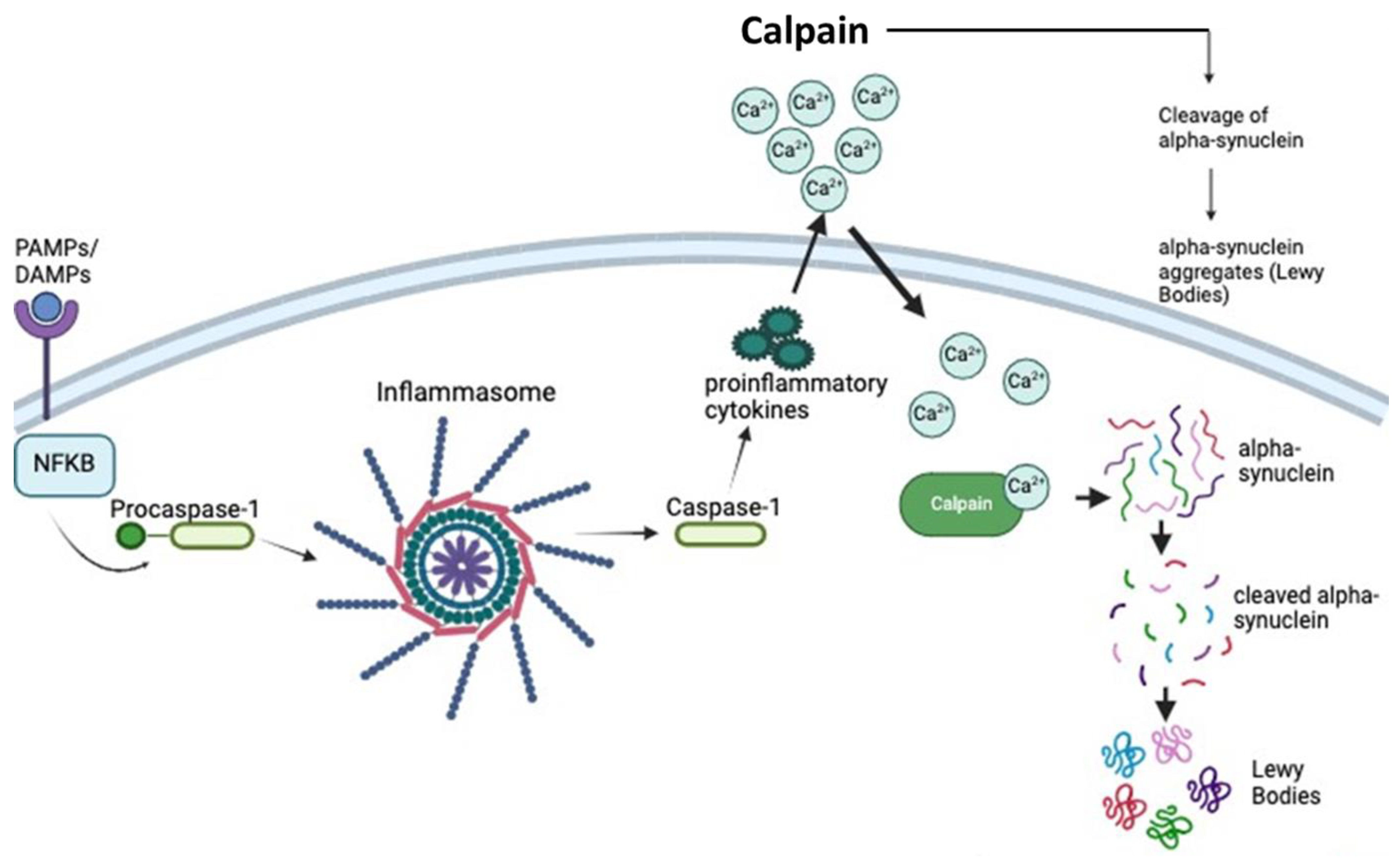 Insights into Calpain Activation and Rho-ROCK Signaling in Parkinson’s ...