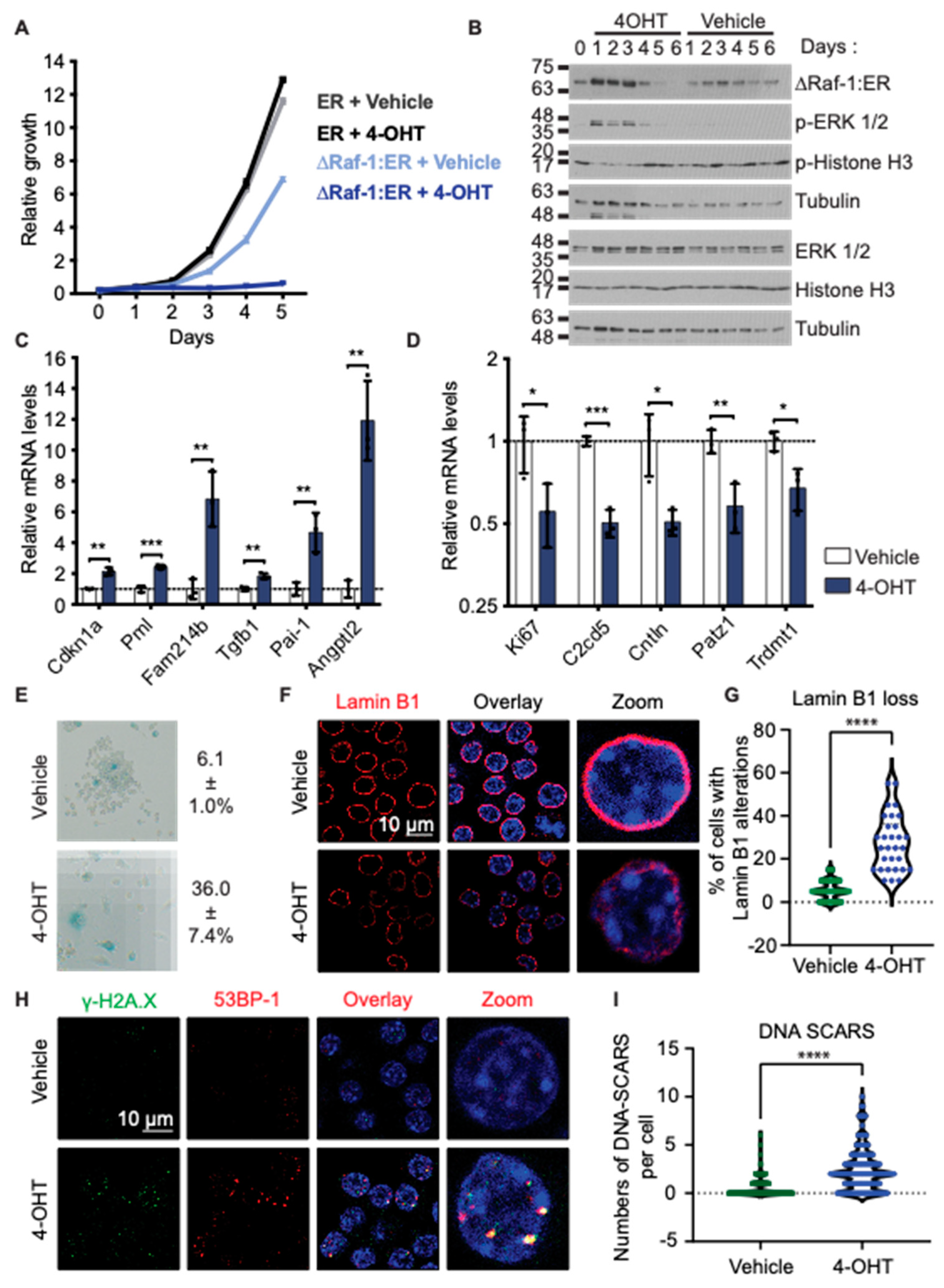 Biomedicines 12 01089 g001