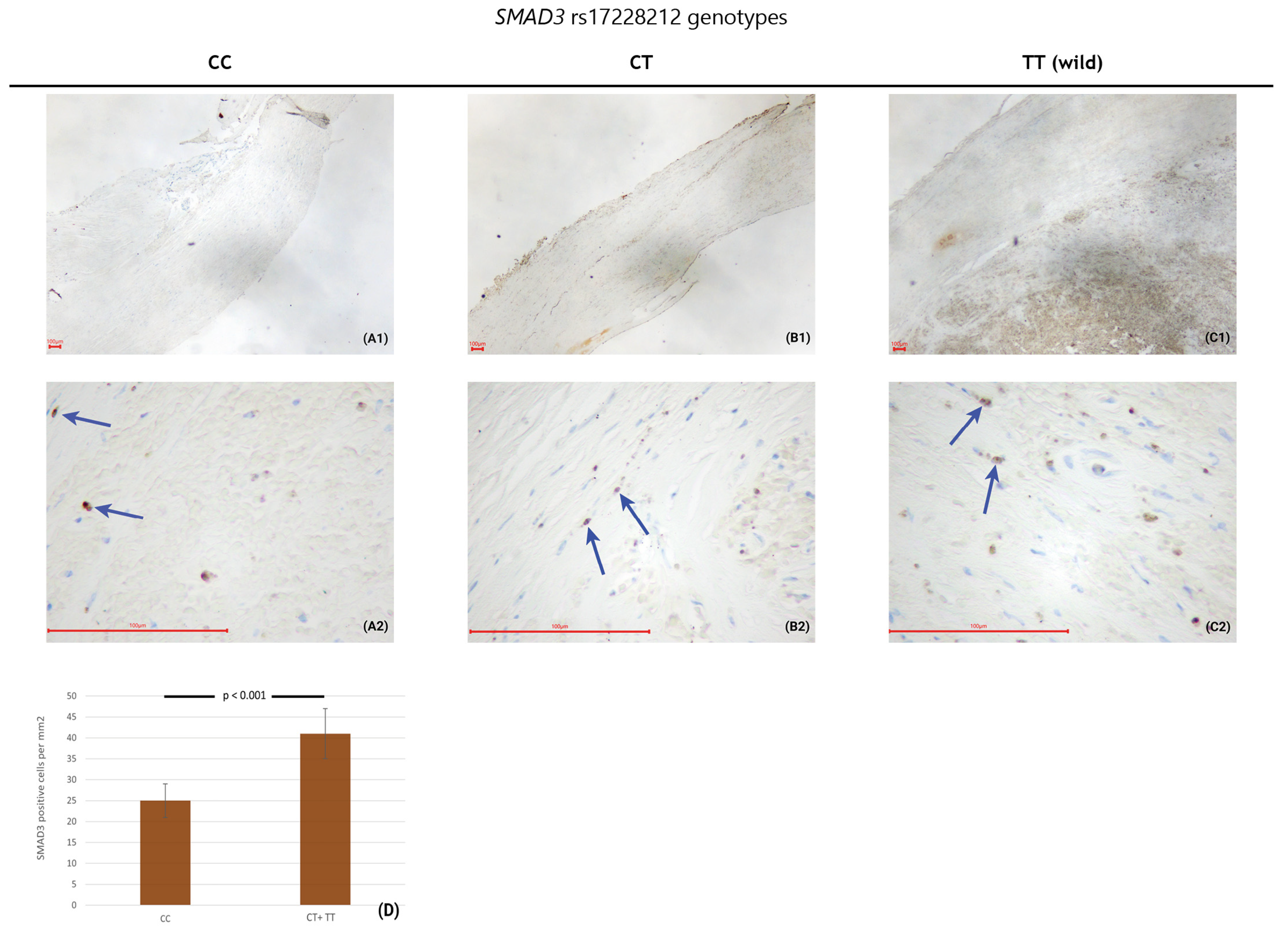 Biomedicines 12 01103 g001