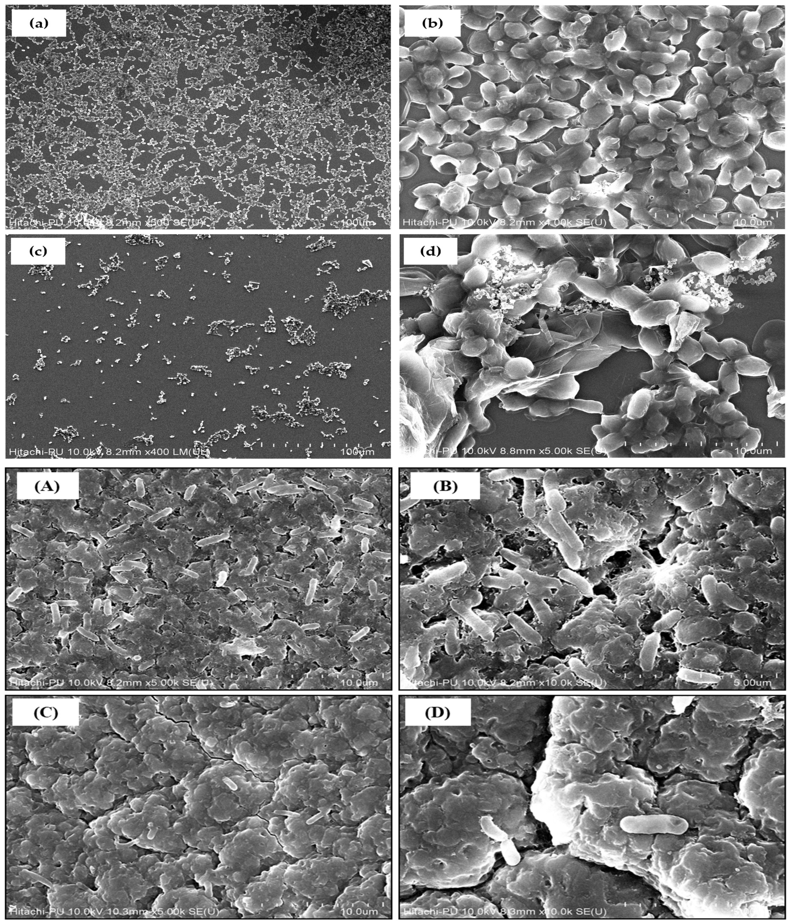 Biomedicines 12 01104 g009