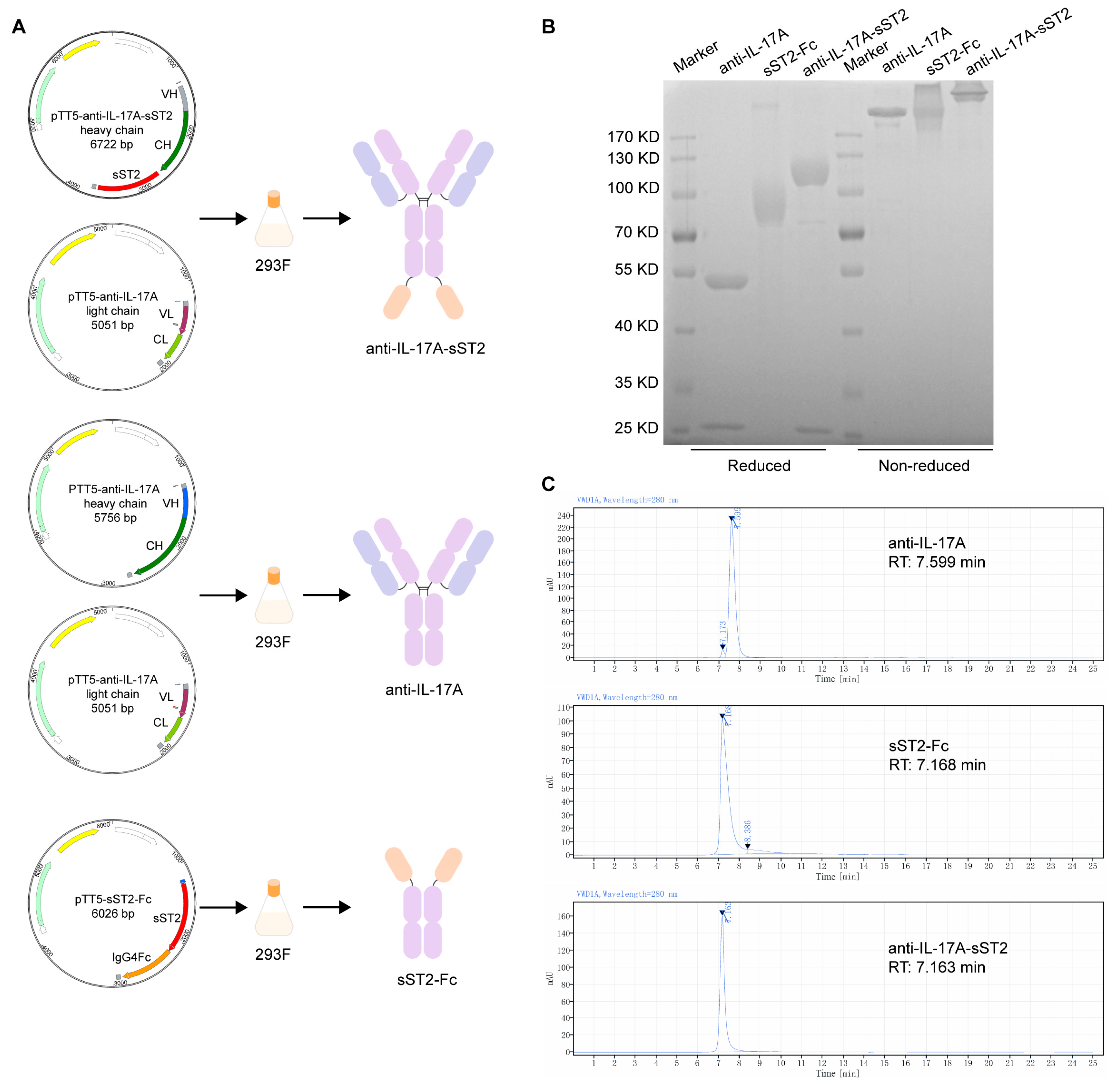 Biomedicines 12 01118 g001