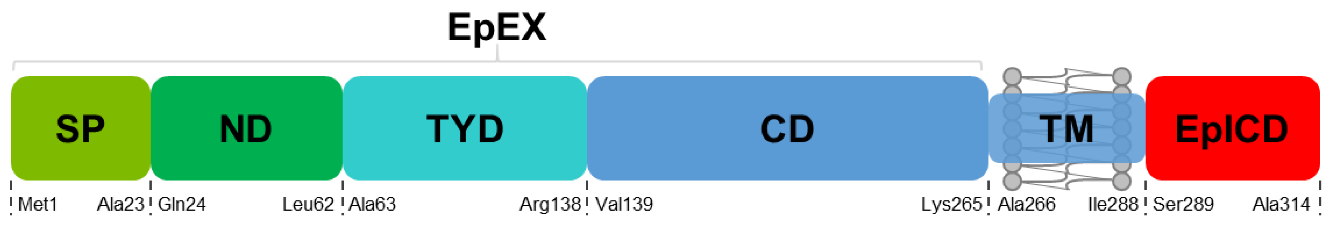 Biomedicines 12 01129 g001