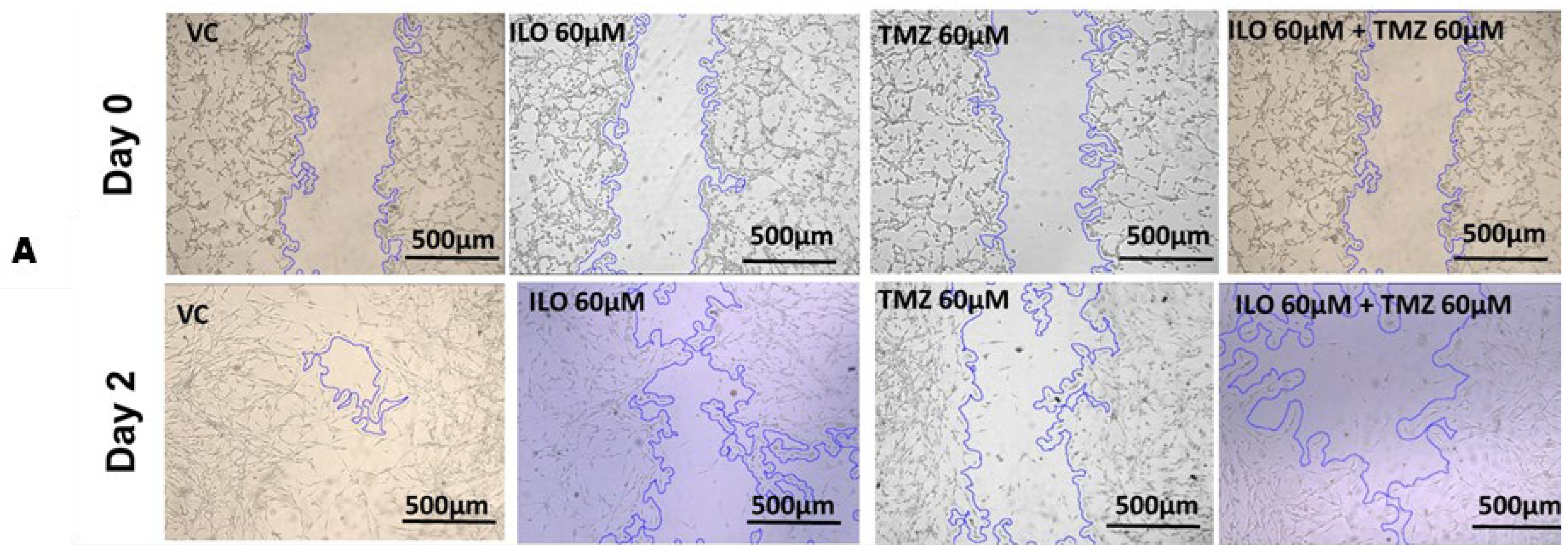 Biomedicines 12 01134 g003a