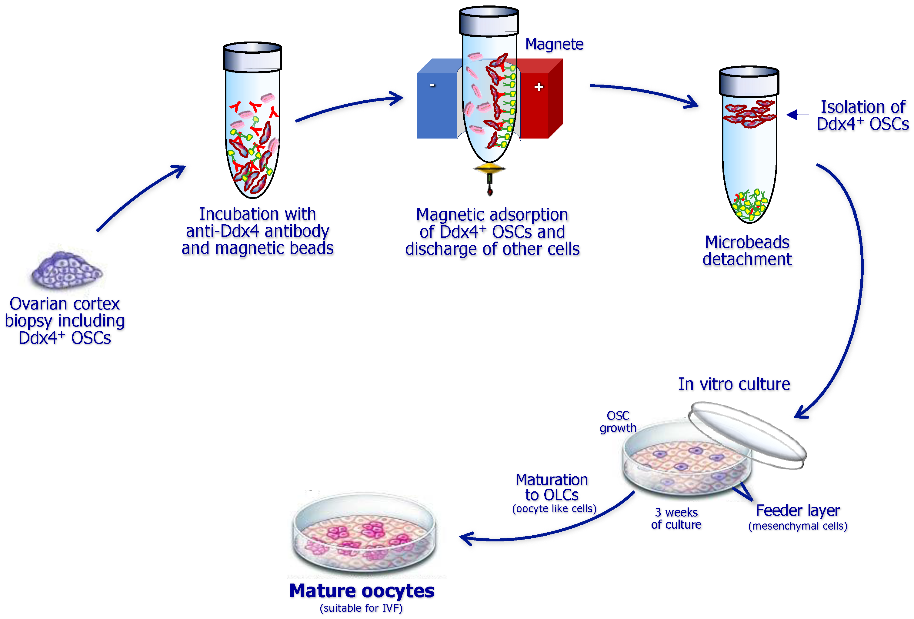 Biomedicines 12 01139 g003