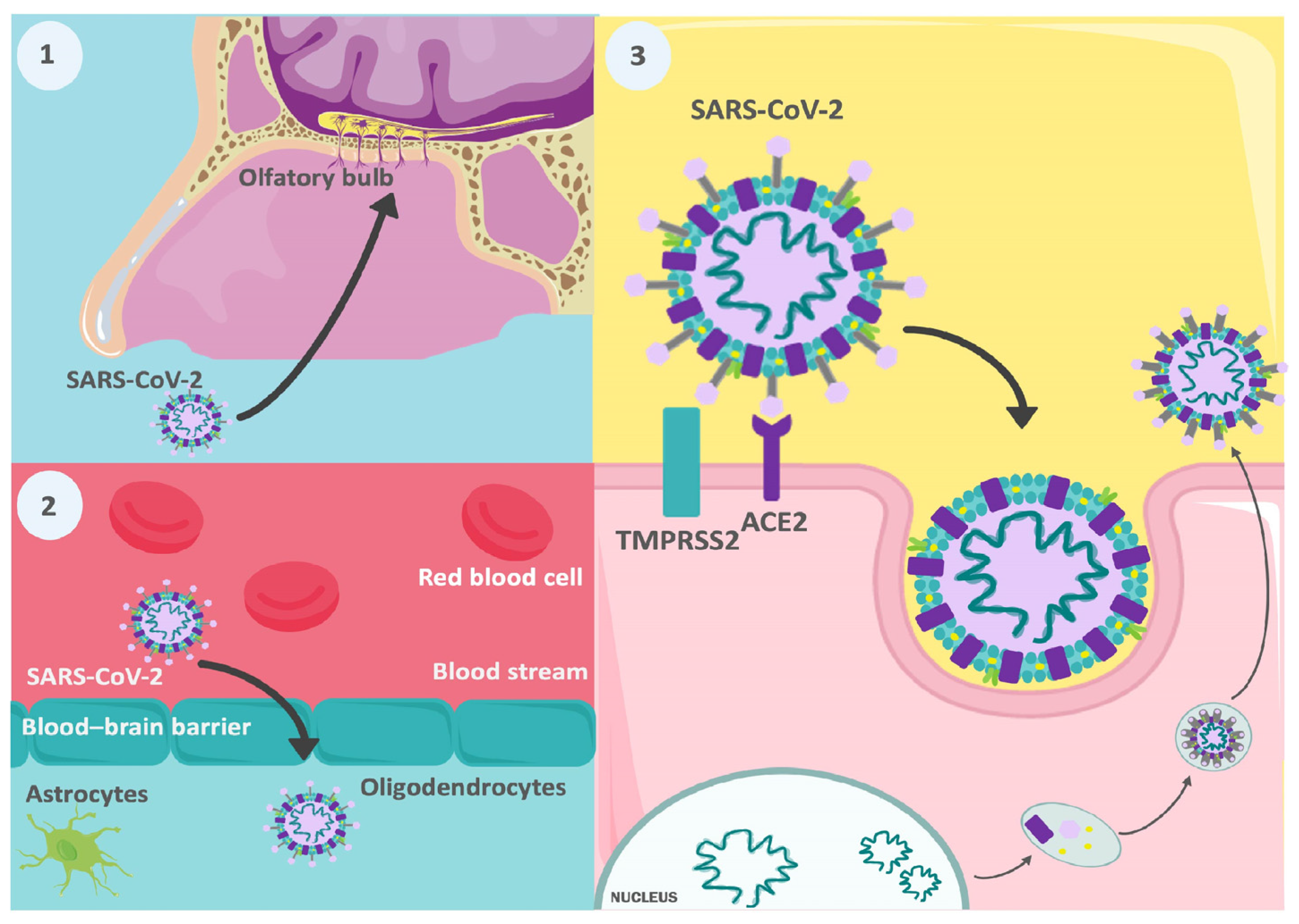 Biomedicines 12 01147 g003