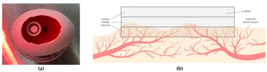 Biomedicines 12 01155 g0a1