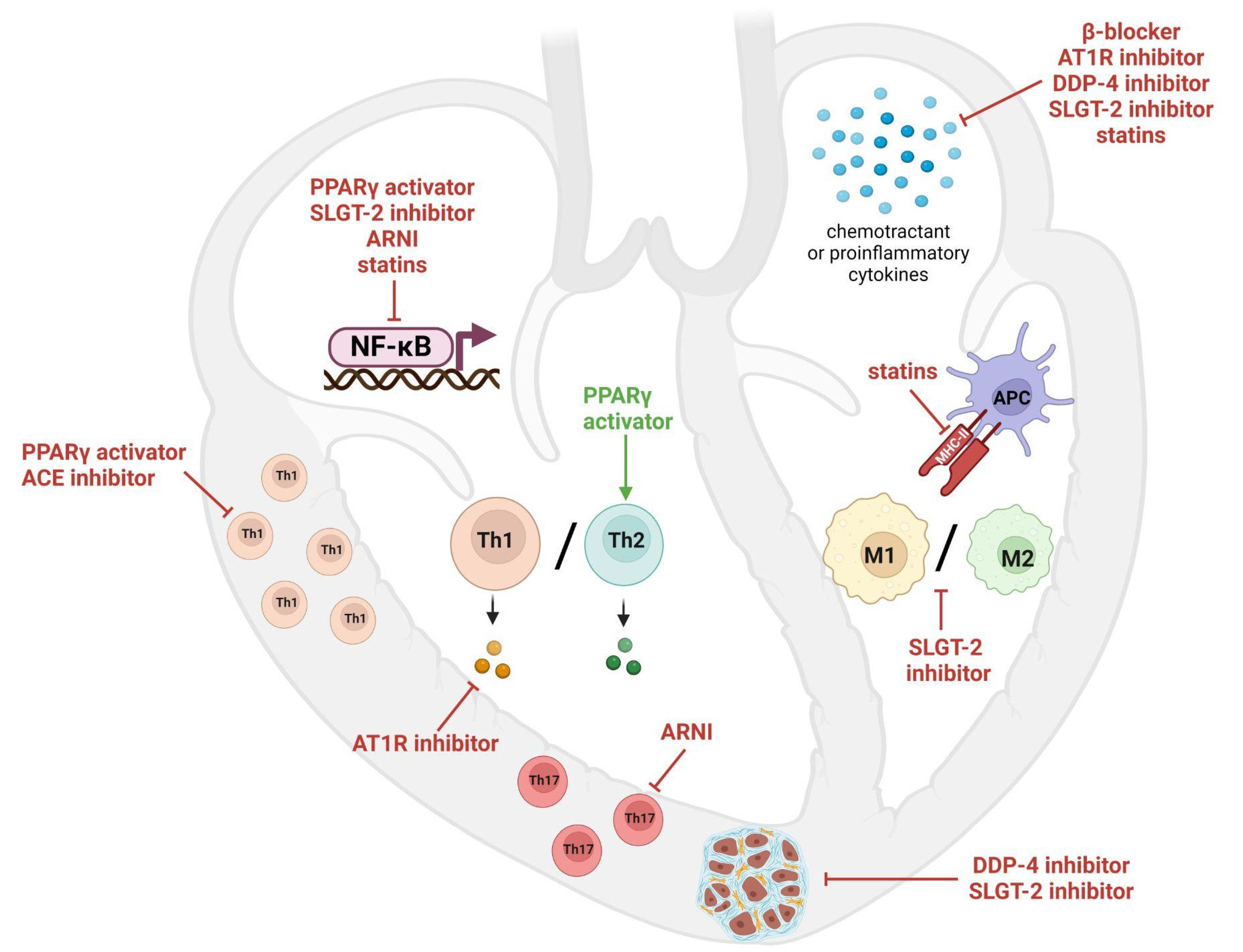 Biomedicines 12 01156 g003
