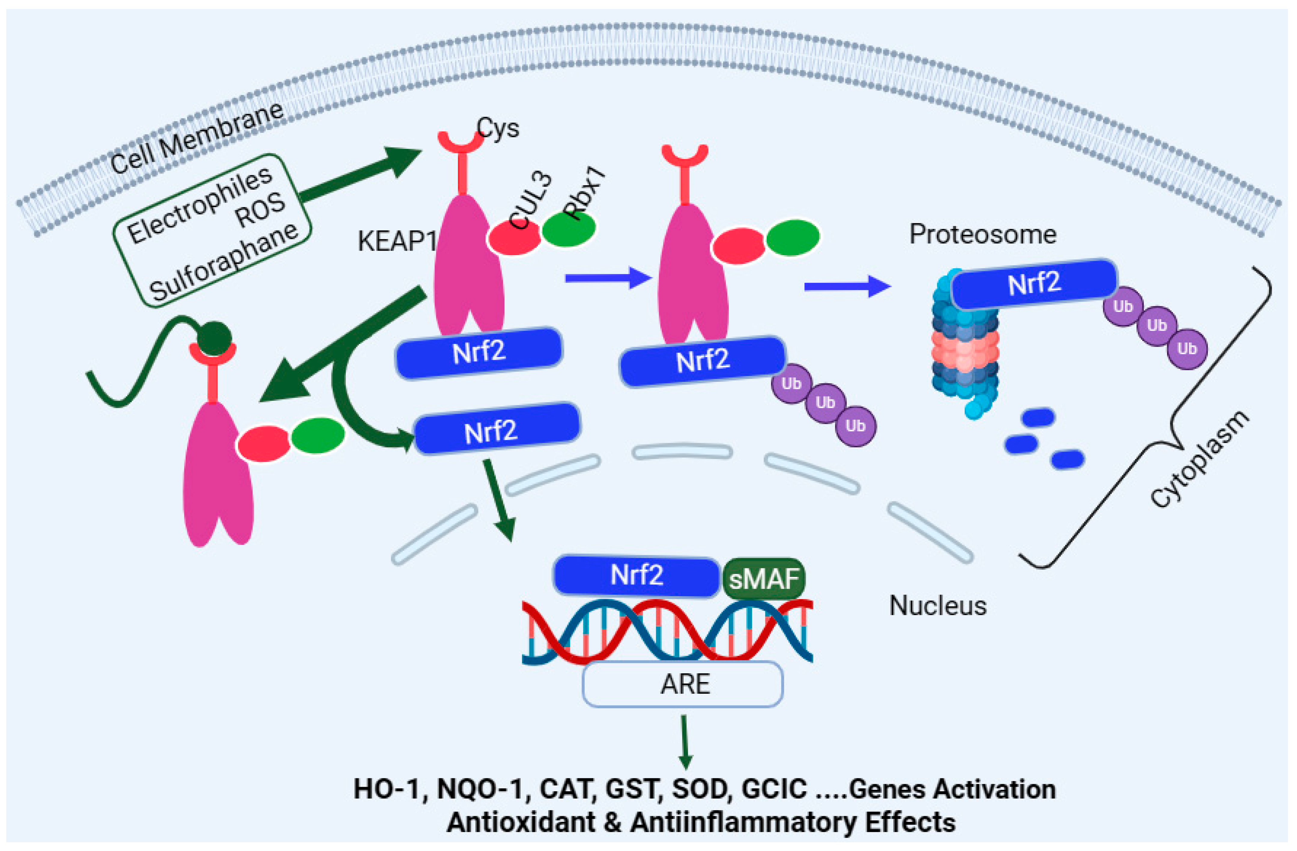 Biomedicines 12 01169 g003