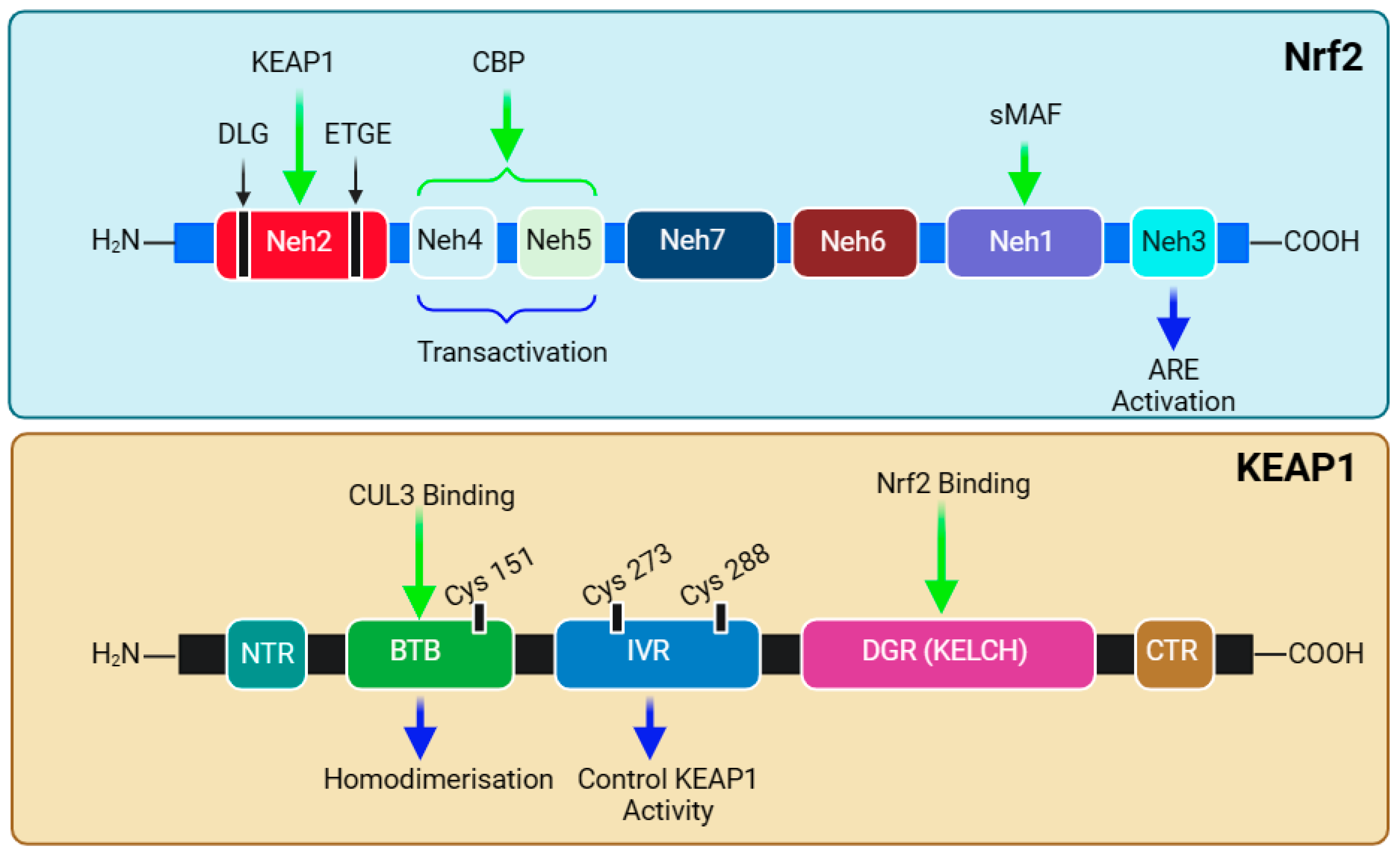 Biomedicines 12 01169 g004