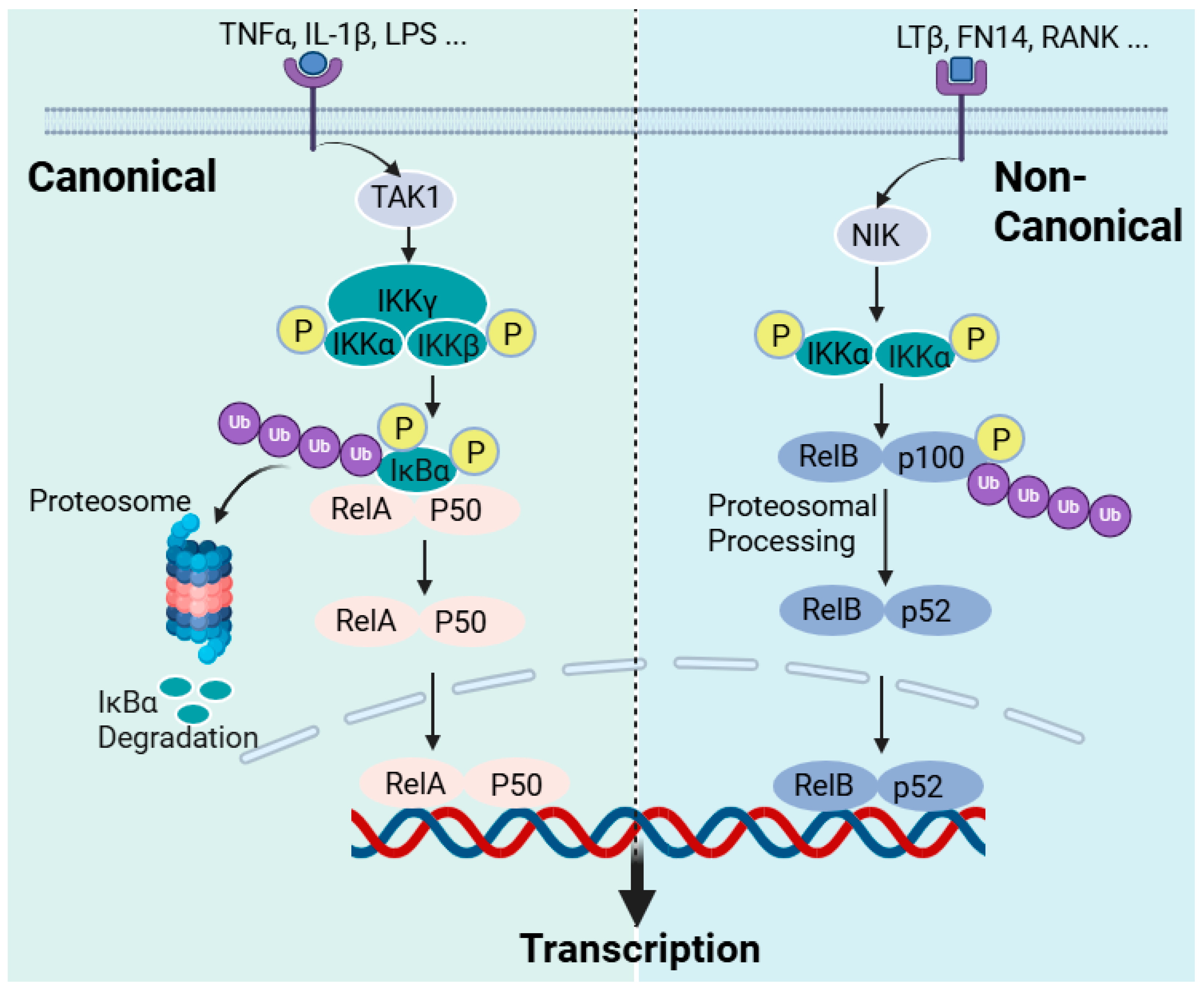 Biomedicines 12 01169 g005