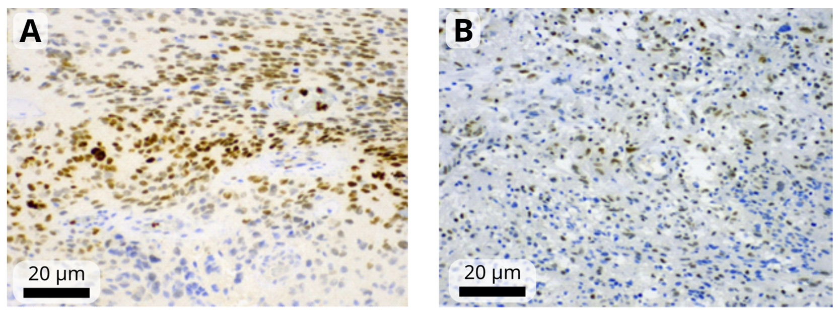 Biomedicines 12 01210 g001