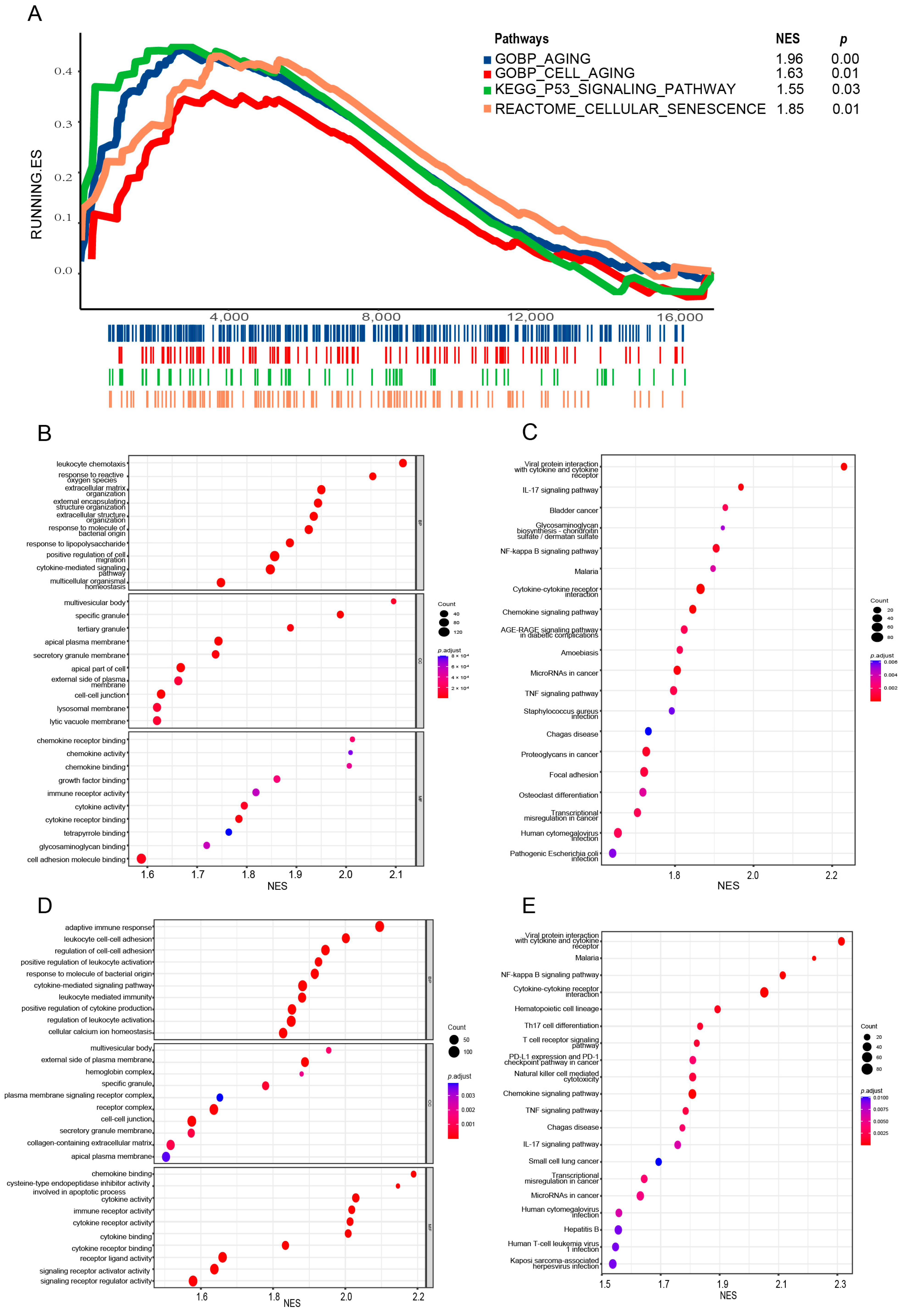 Biomedicines 12 01246 g006