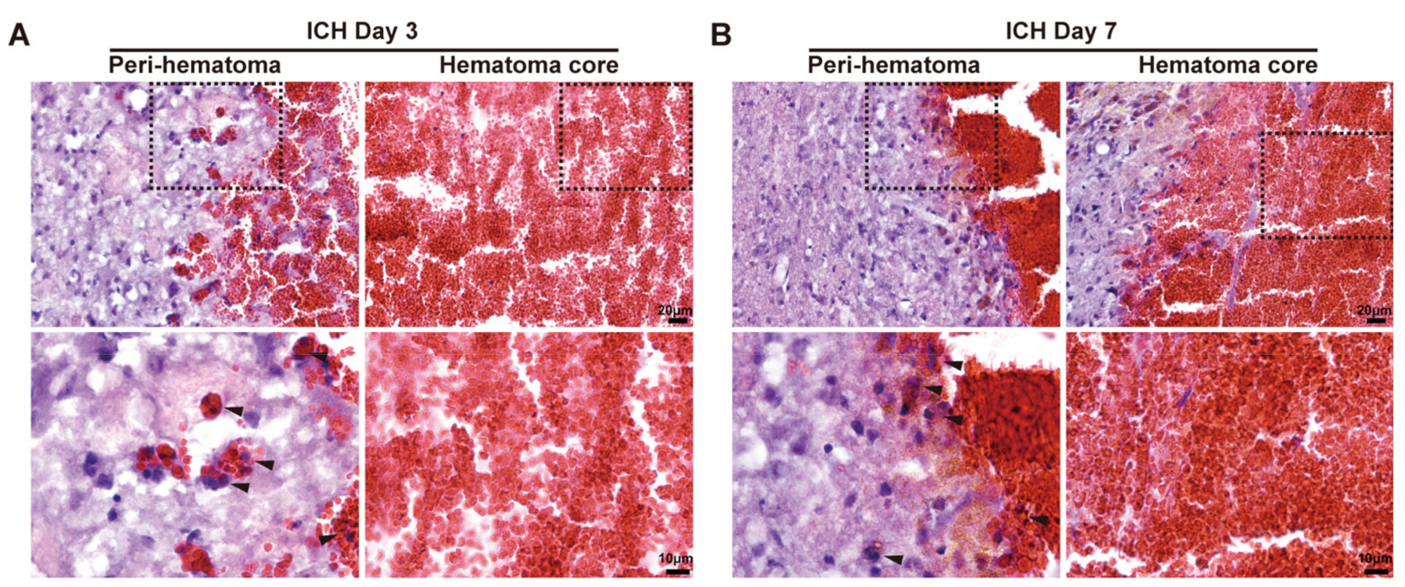 Biomedicines 12 01251 g001