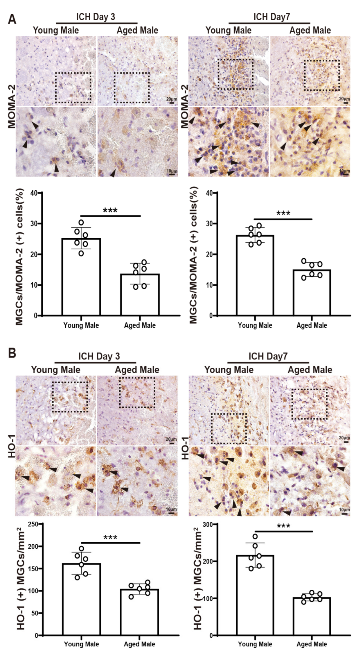 Biomedicines 12 01251 g002