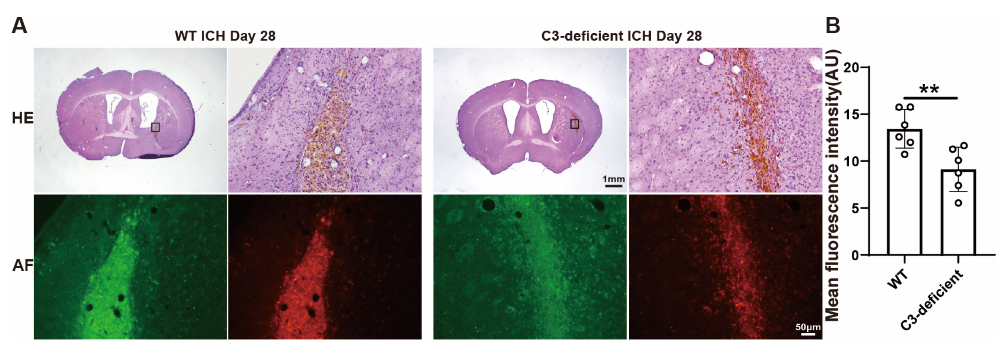 Biomedicines 12 01251 g005